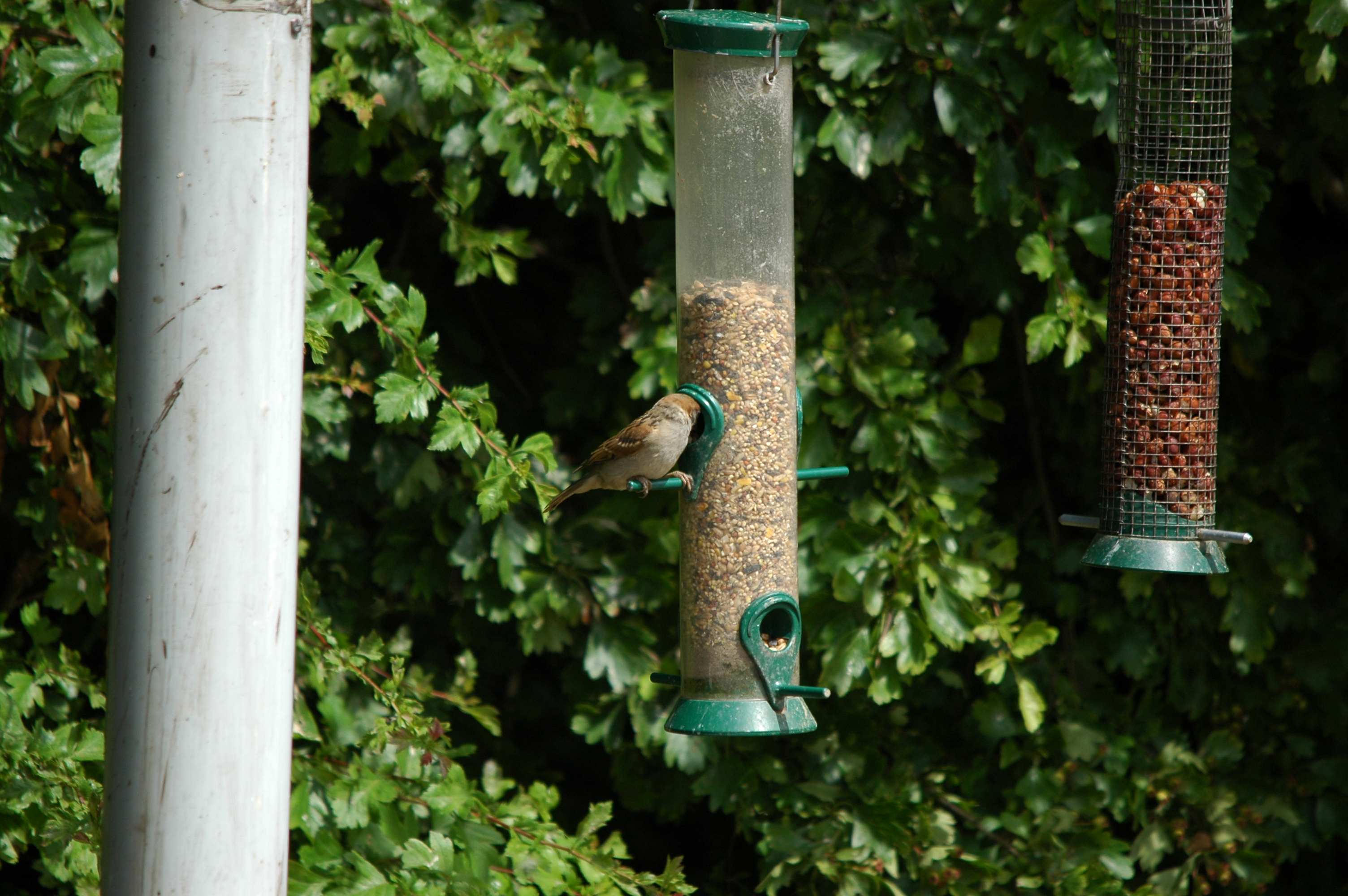 photos/wildlife/Bird_Species/196-Old_World_Sparrows/9834-Eurasian_Tree_Sparrow/20090704-Blacktoft-01.jpg
