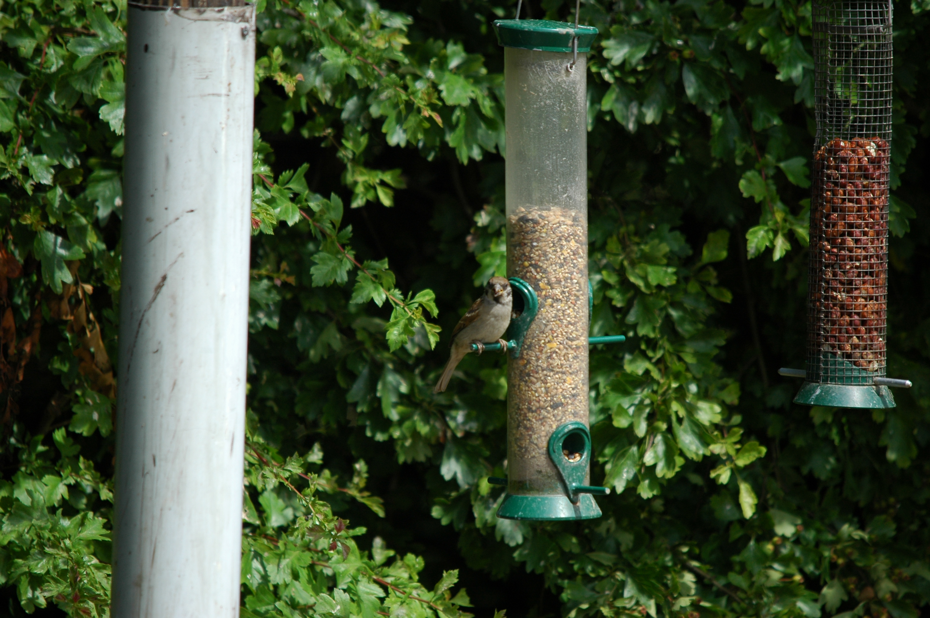 photos/wildlife/Bird_Species/196-Old_World_Sparrows/9834-Eurasian_Tree_Sparrow/20090704-Blacktoft-02.jpg