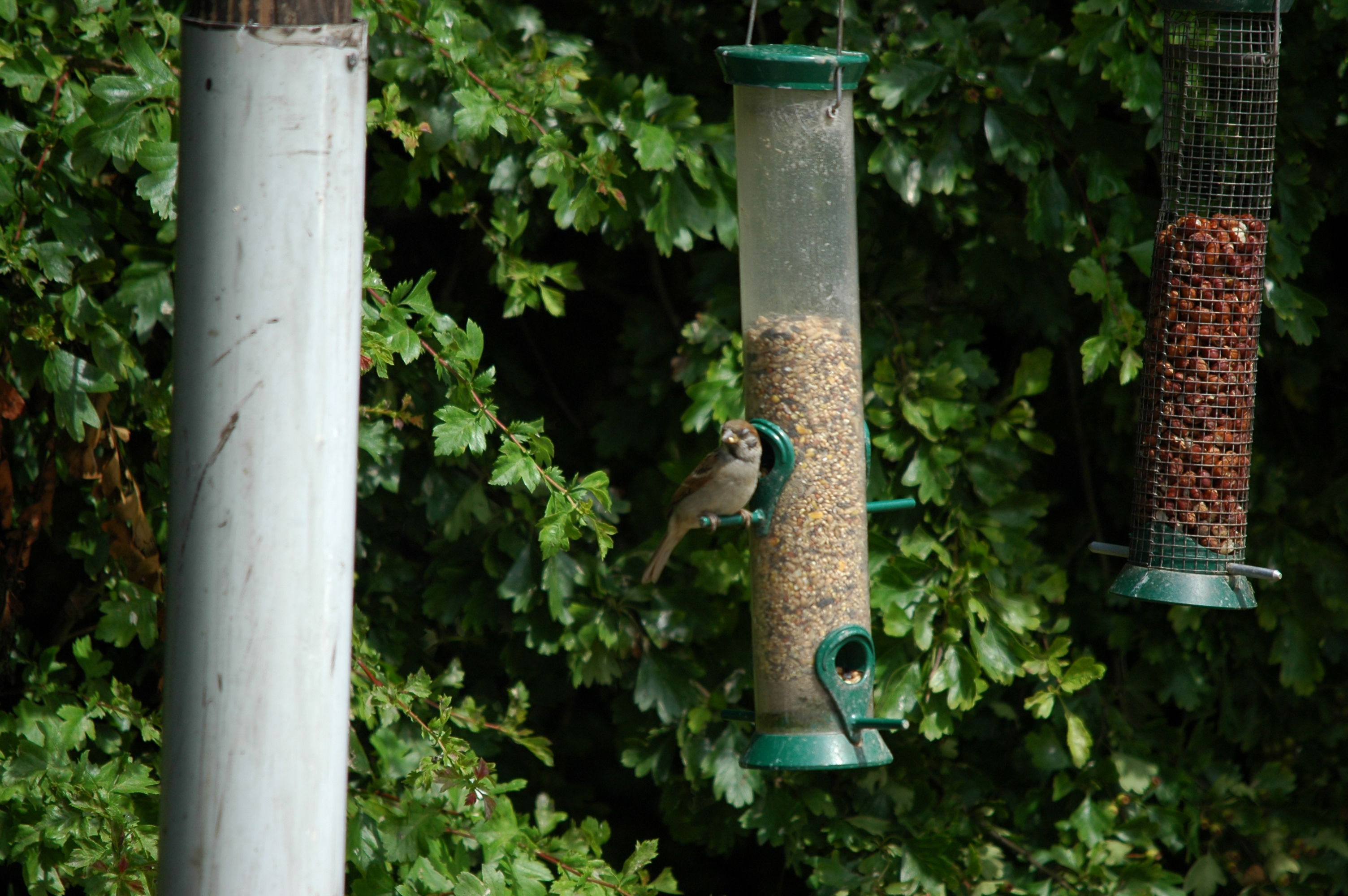 photos/wildlife/Bird_Species/196-Old_World_Sparrows/9834-Eurasian_Tree_Sparrow/20090704-Blacktoft-03.jpg