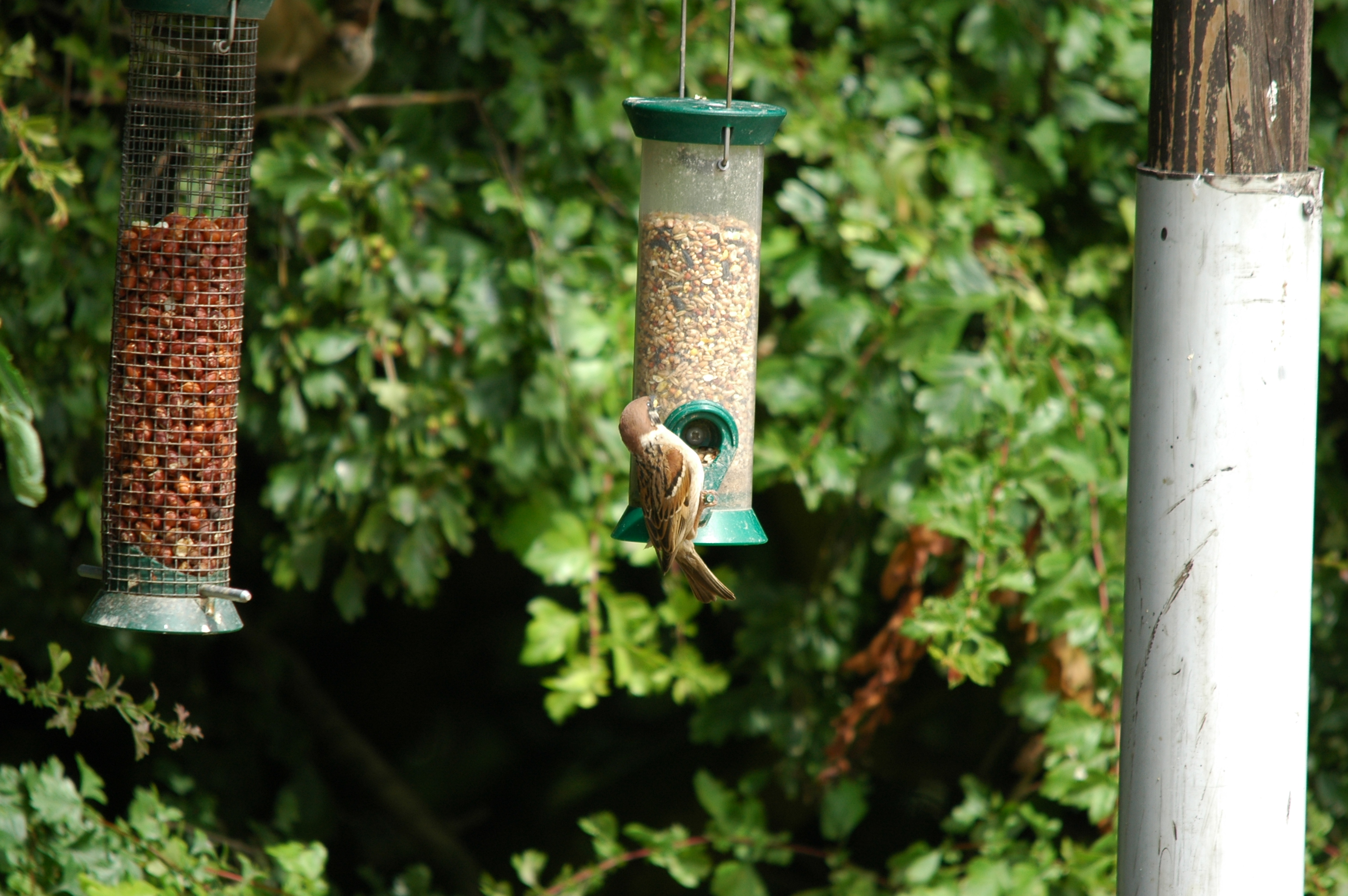 photos/wildlife/Bird_Species/196-Old_World_Sparrows/9834-Eurasian_Tree_Sparrow/20090704-Blacktoft-05.jpg