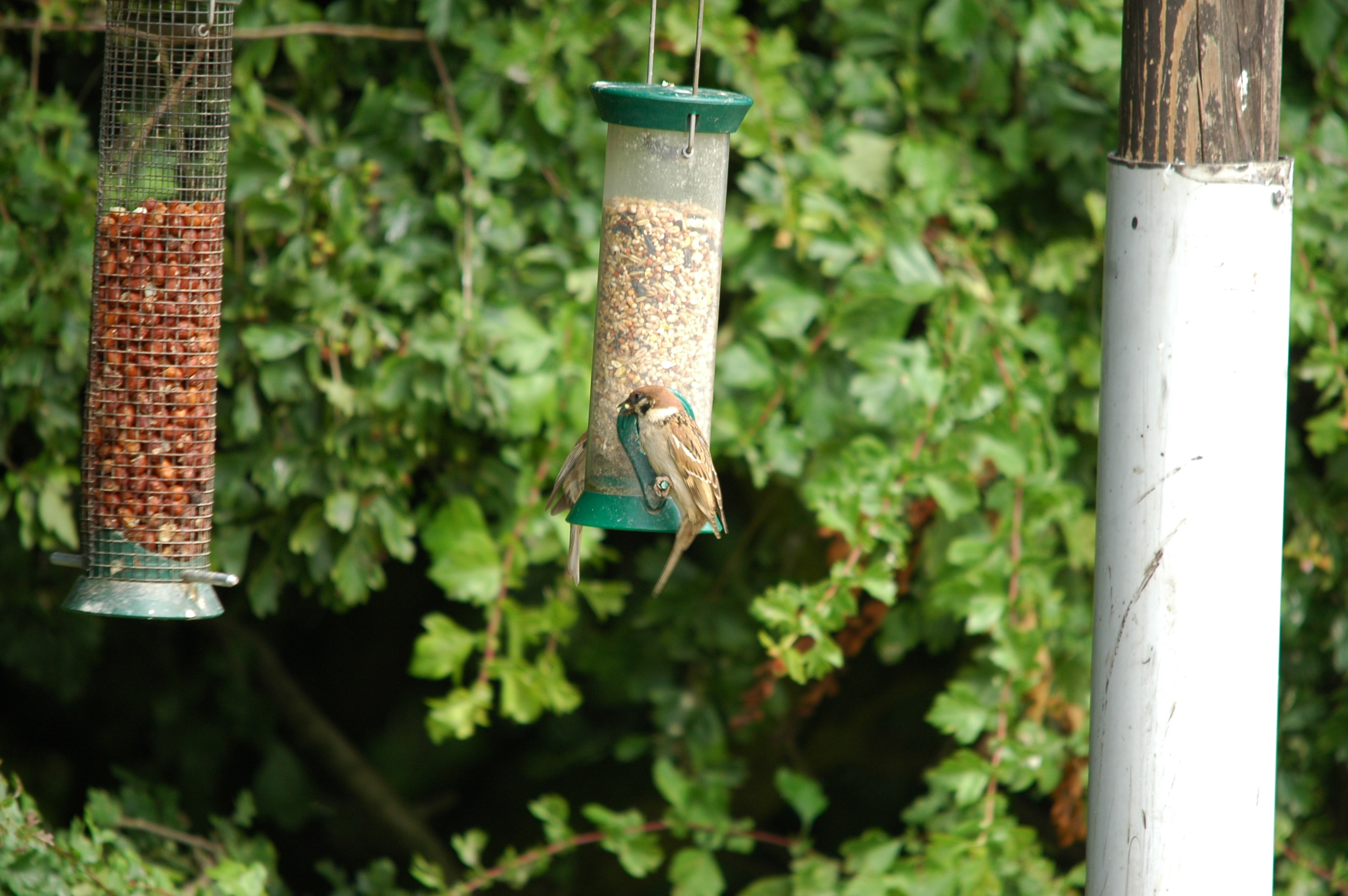 photos/wildlife/Bird_Species/196-Old_World_Sparrows/9834-Eurasian_Tree_Sparrow/20090704-Blacktoft-07.jpg