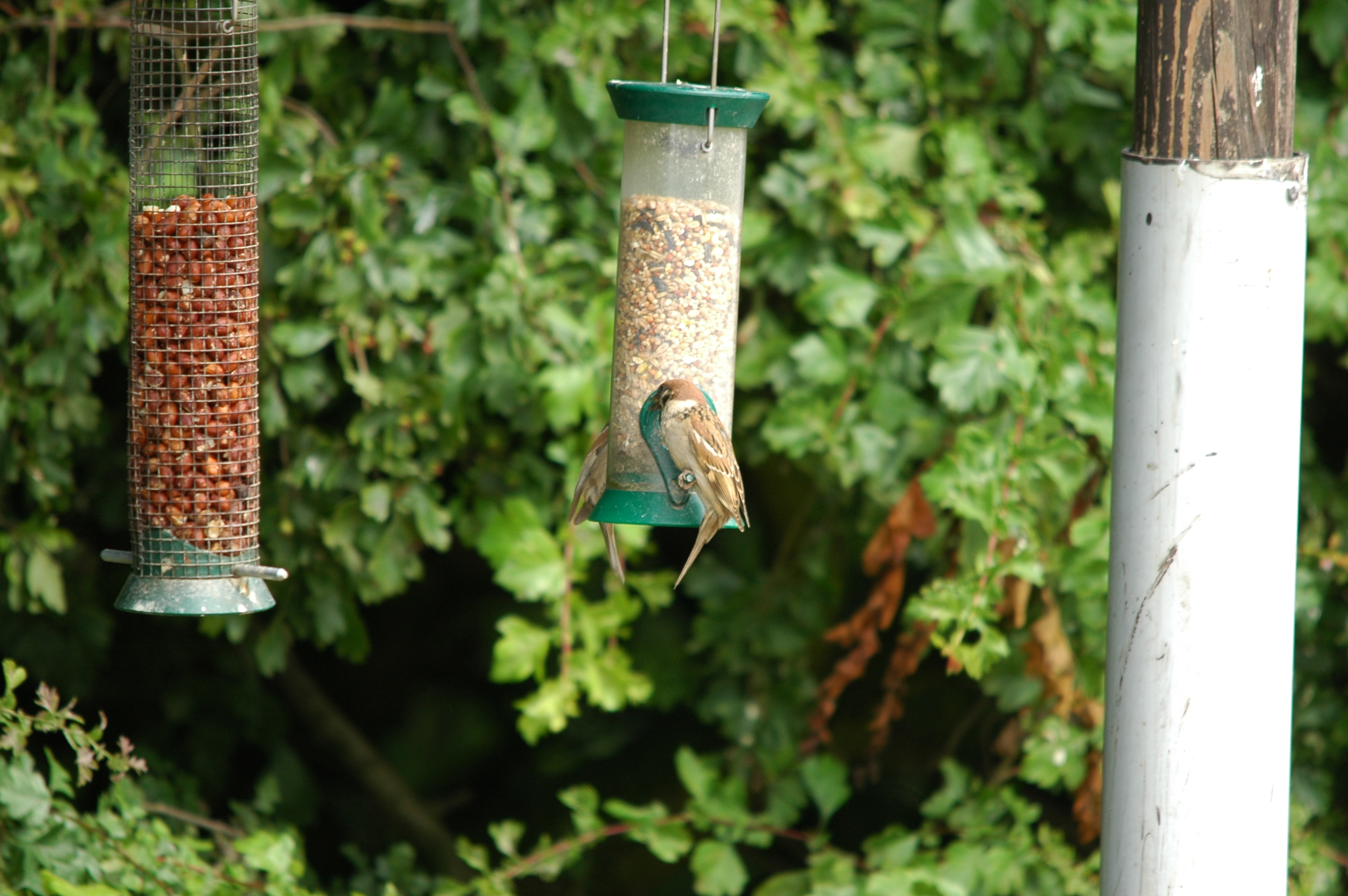 photos/wildlife/Bird_Species/196-Old_World_Sparrows/9834-Eurasian_Tree_Sparrow/20090704-Blacktoft-08.jpg