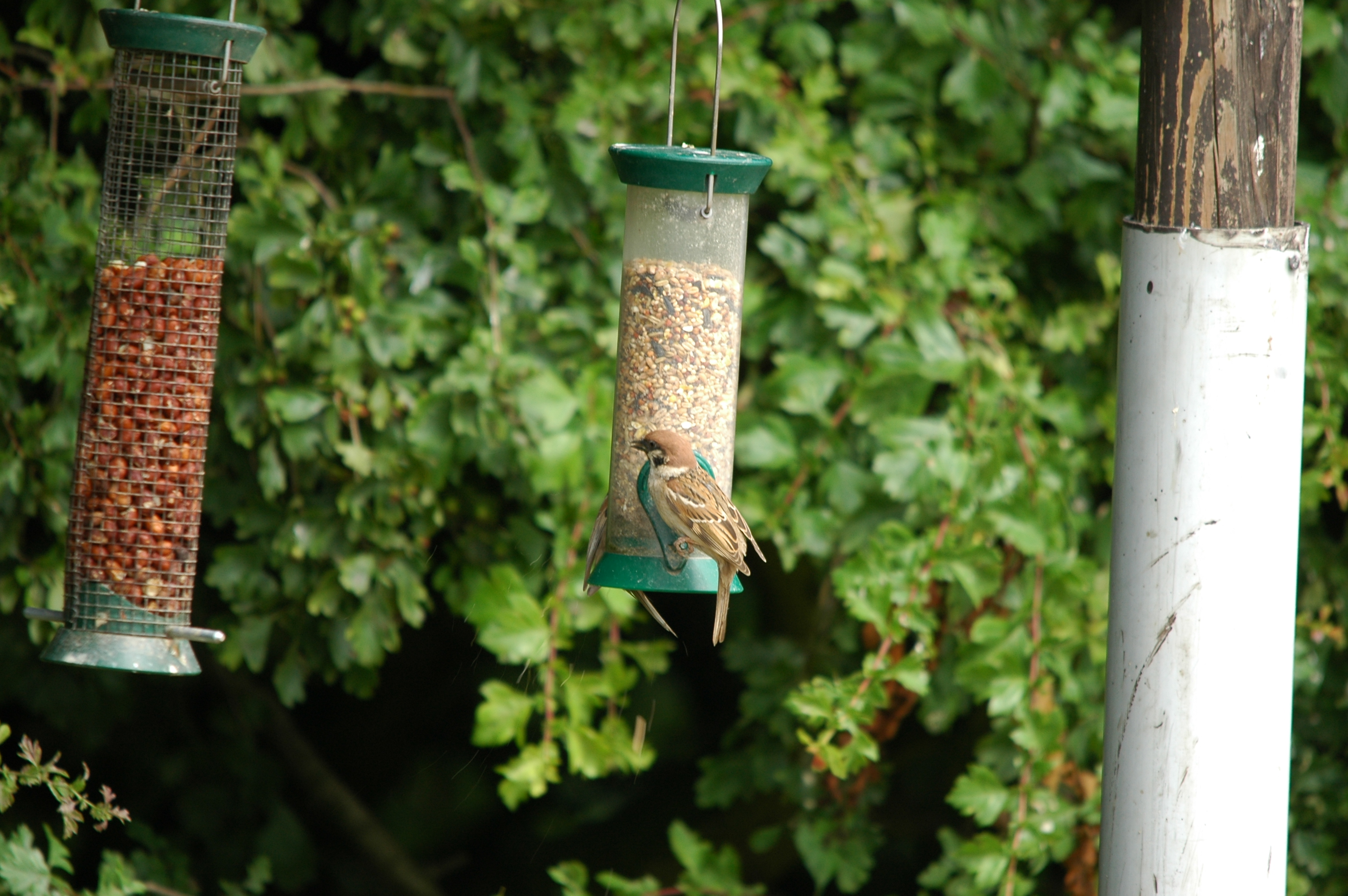 photos/wildlife/Bird_Species/196-Old_World_Sparrows/9834-Eurasian_Tree_Sparrow/20090704-Blacktoft-10.jpg