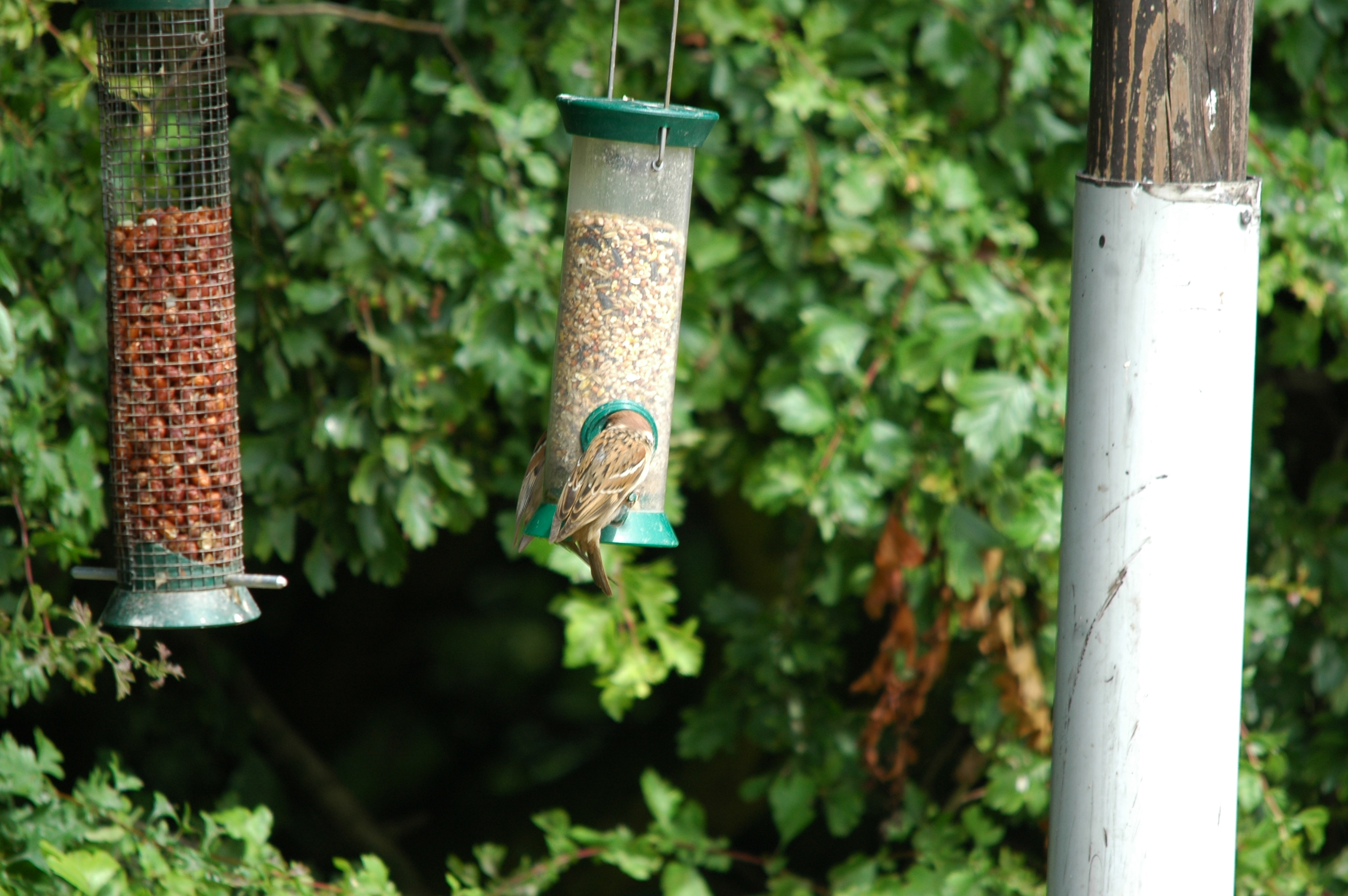 photos/wildlife/Bird_Species/196-Old_World_Sparrows/9834-Eurasian_Tree_Sparrow/20090704-Blacktoft-11.jpg