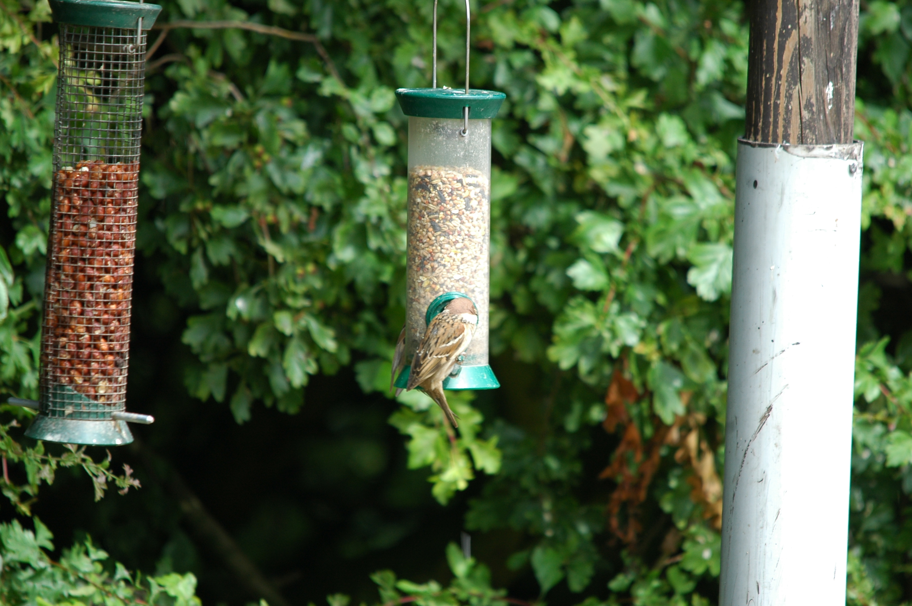 photos/wildlife/Bird_Species/196-Old_World_Sparrows/9834-Eurasian_Tree_Sparrow/20090704-Blacktoft-12.jpg