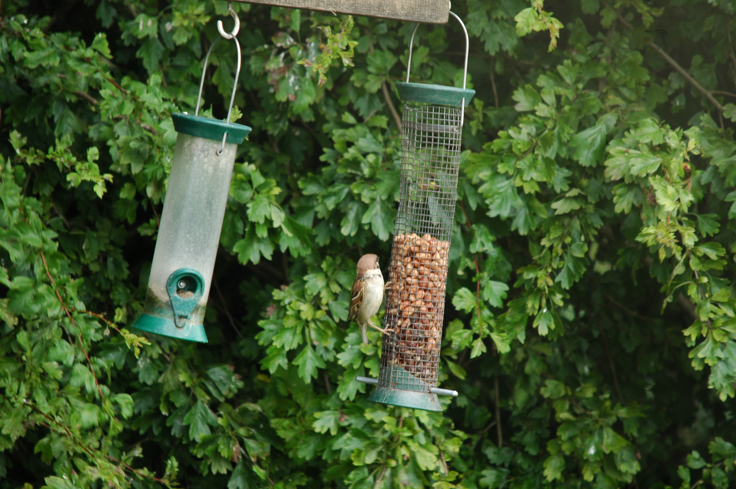 photos/wildlife/Bird_Species/196-Old_World_Sparrows/9834-Eurasian_Tree_Sparrow/20090731-Blacktoft-01.jpg