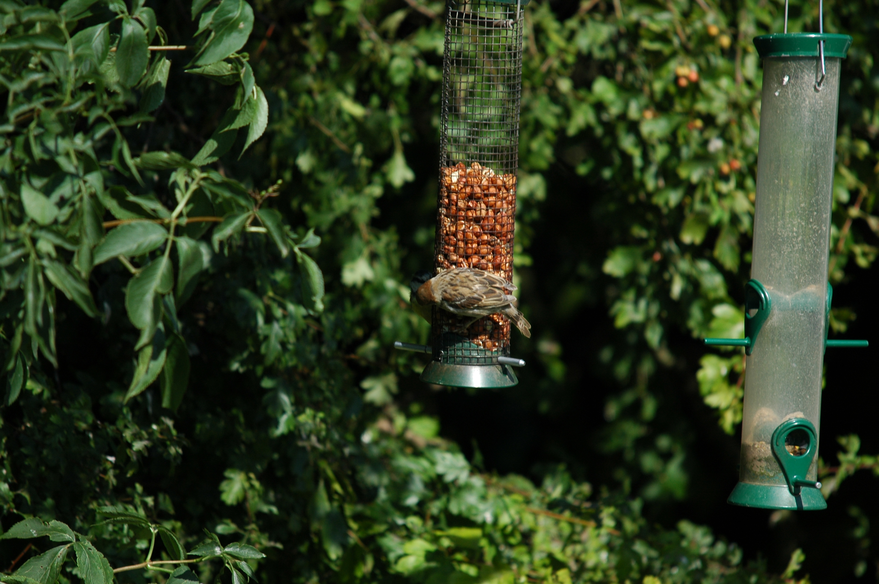 photos/wildlife/Bird_Species/196-Old_World_Sparrows/9834-Eurasian_Tree_Sparrow/20090819-Blacktoft-01.jpg