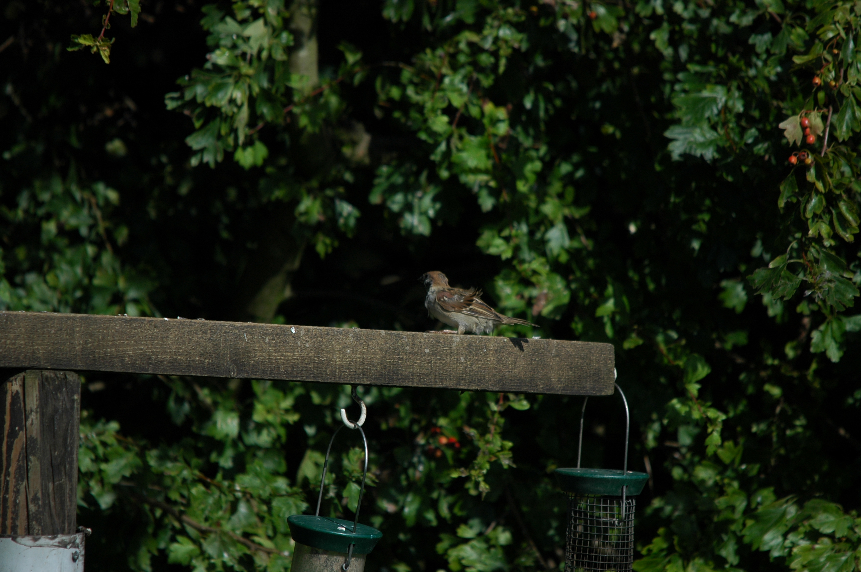 photos/wildlife/Bird_Species/196-Old_World_Sparrows/9834-Eurasian_Tree_Sparrow/20090819-Blacktoft-02.jpg