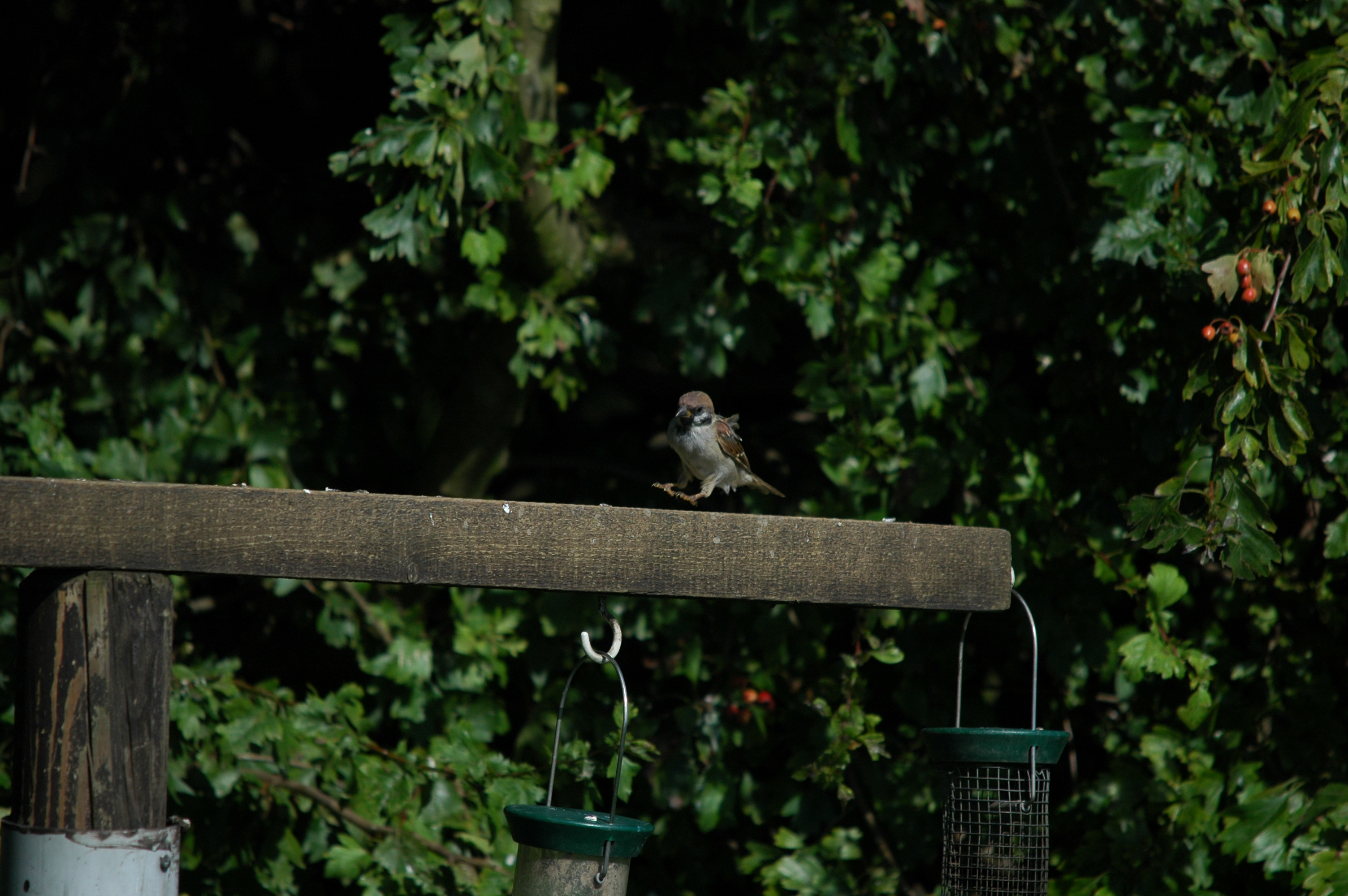 photos/wildlife/Bird_Species/196-Old_World_Sparrows/9834-Eurasian_Tree_Sparrow/20090819-Blacktoft-03.jpg