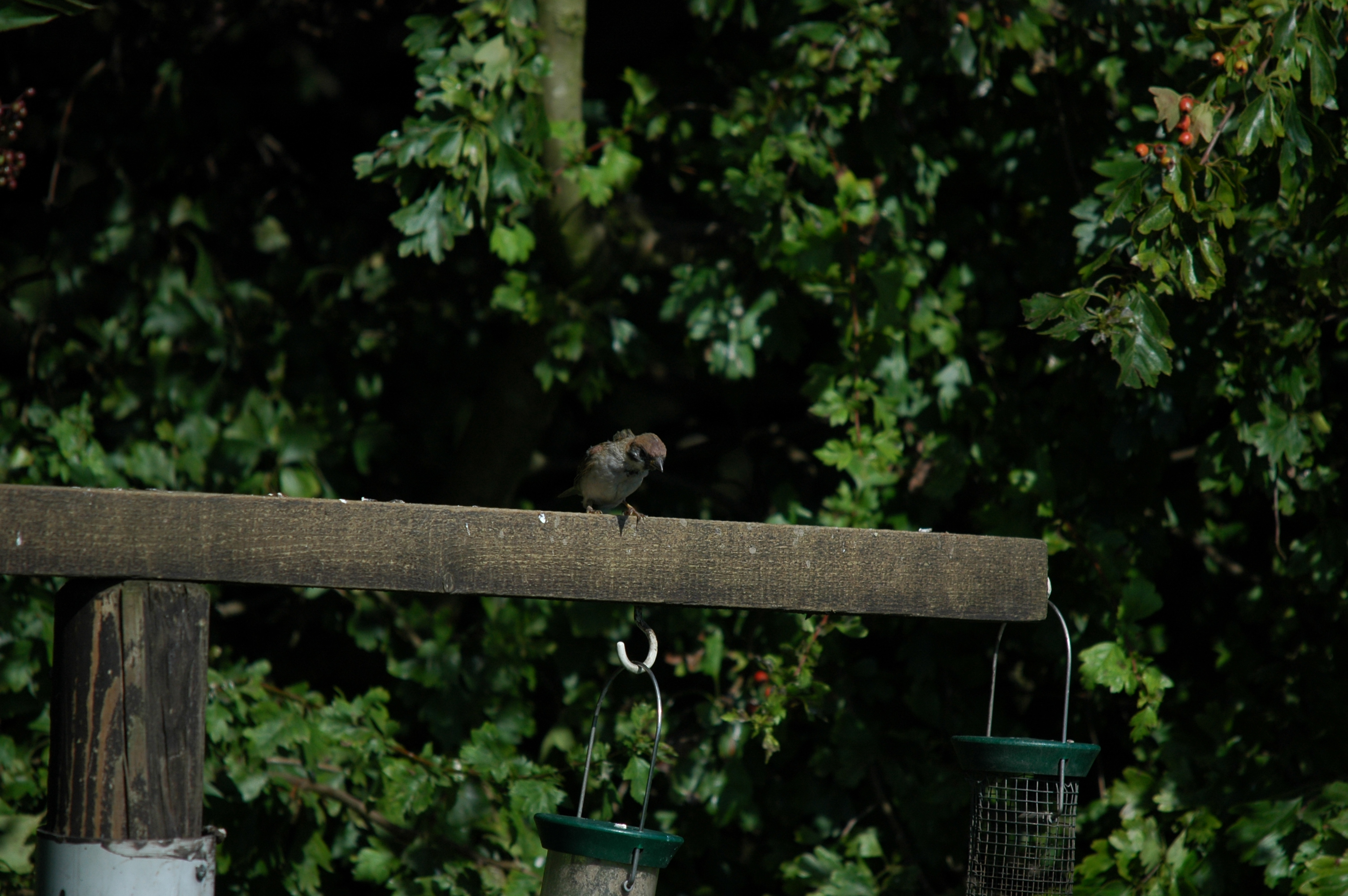 photos/wildlife/Bird_Species/196-Old_World_Sparrows/9834-Eurasian_Tree_Sparrow/20090819-Blacktoft-04.jpg