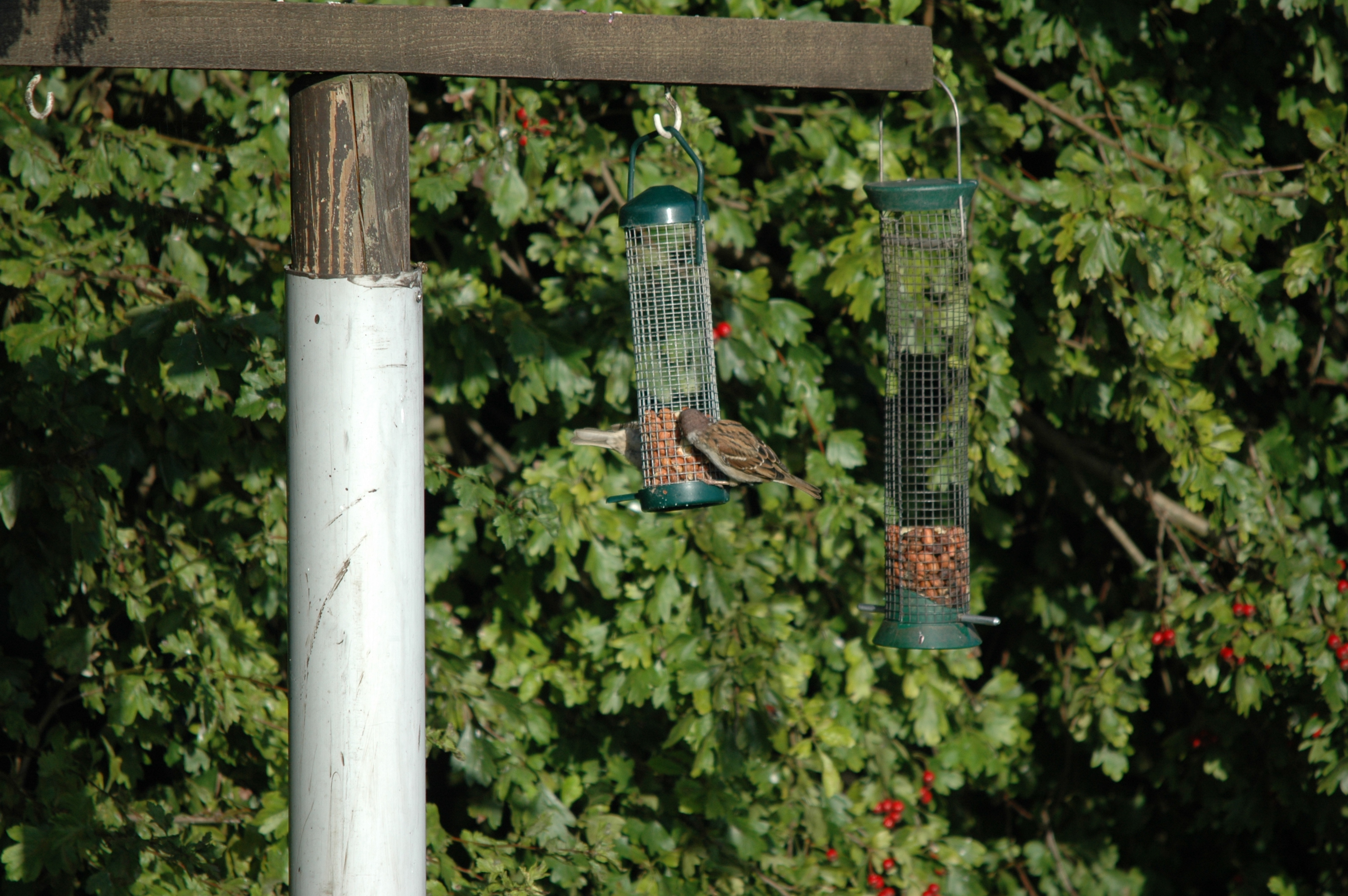 photos/wildlife/Bird_Species/196-Old_World_Sparrows/9834-Eurasian_Tree_Sparrow/20090909-Blacktoft-01.jpg