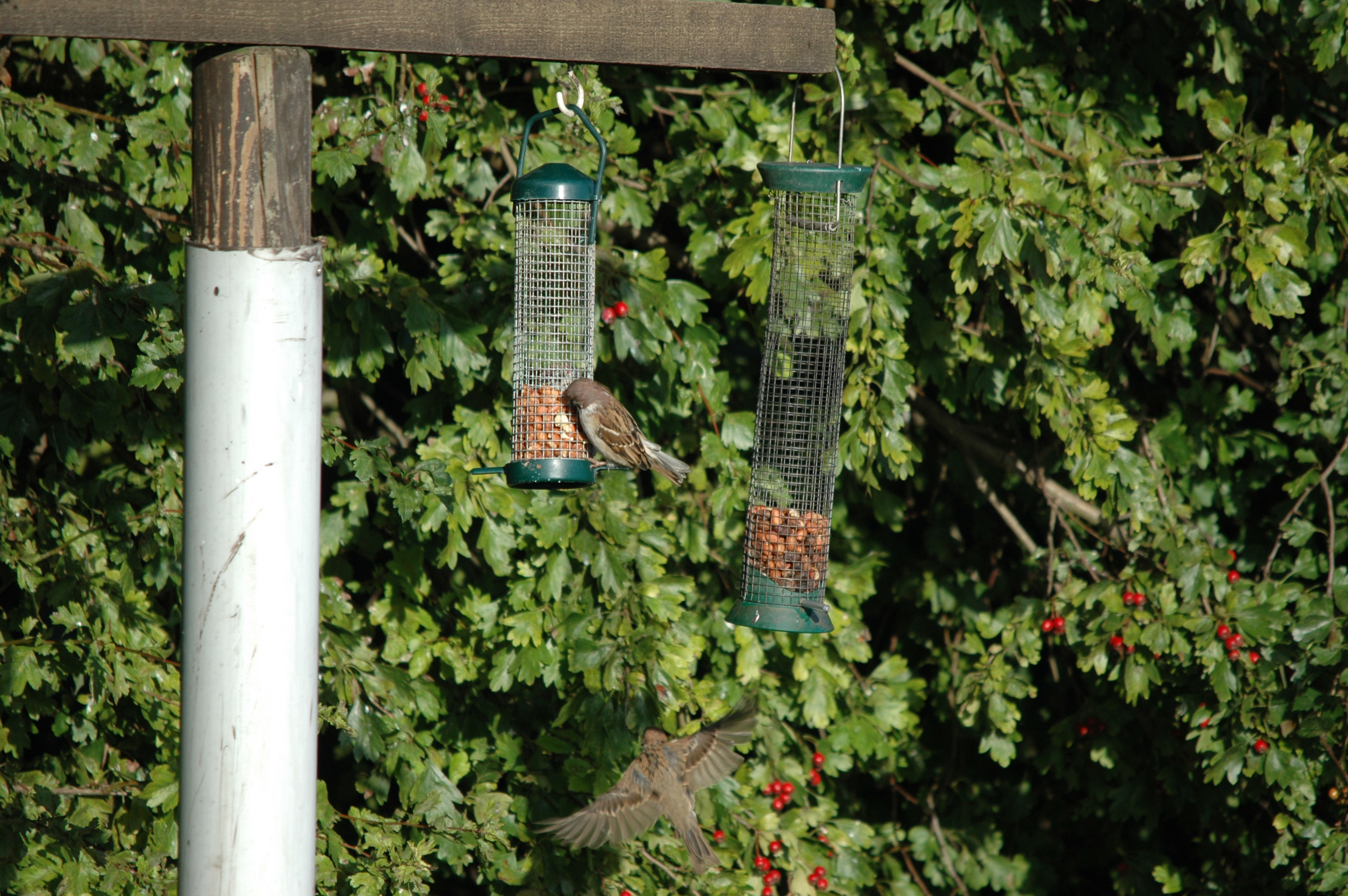 photos/wildlife/Bird_Species/196-Old_World_Sparrows/9834-Eurasian_Tree_Sparrow/20090909-Blacktoft-02.jpg