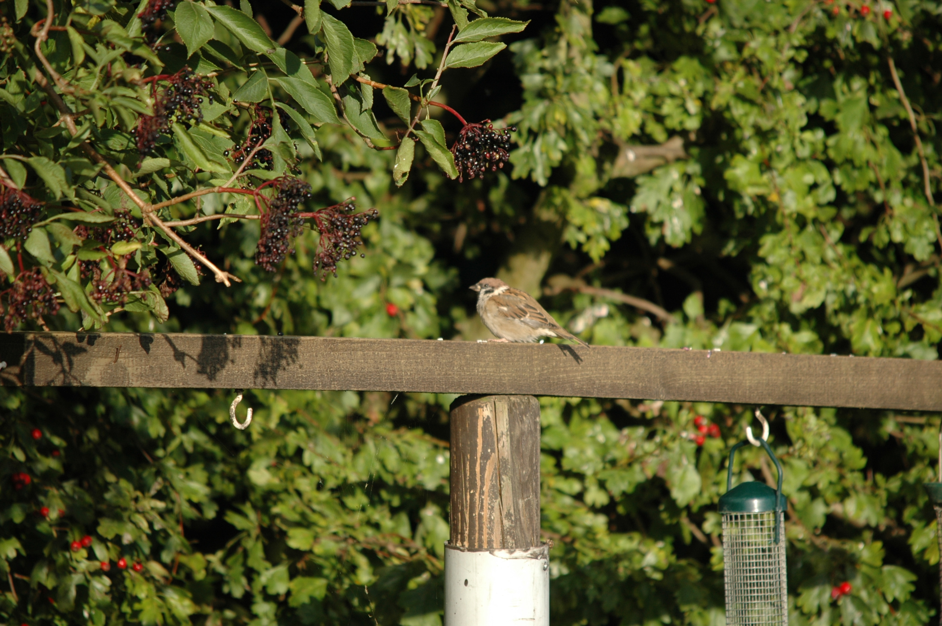 photos/wildlife/Bird_Species/196-Old_World_Sparrows/9834-Eurasian_Tree_Sparrow/20090909-Blacktoft-04.jpg