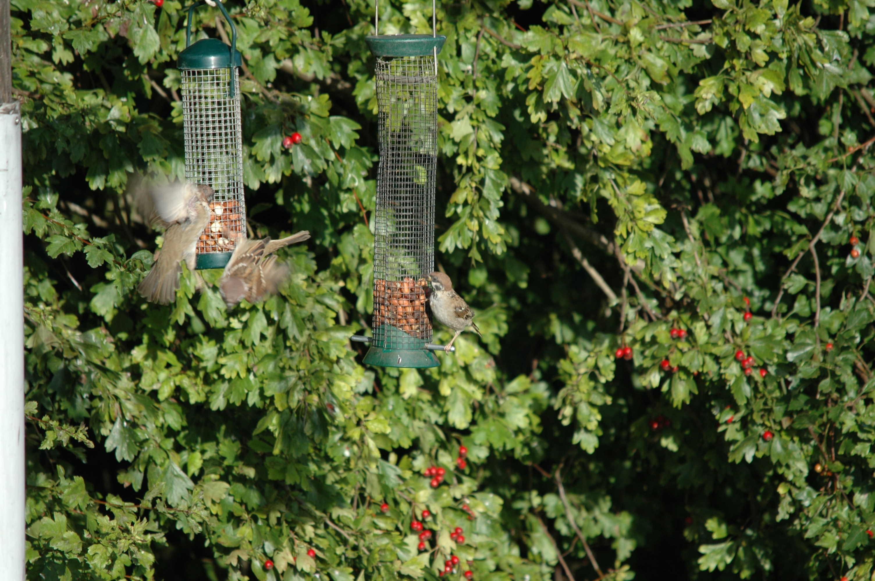photos/wildlife/Bird_Species/196-Old_World_Sparrows/9834-Eurasian_Tree_Sparrow/20090909-Blacktoft-05.jpg