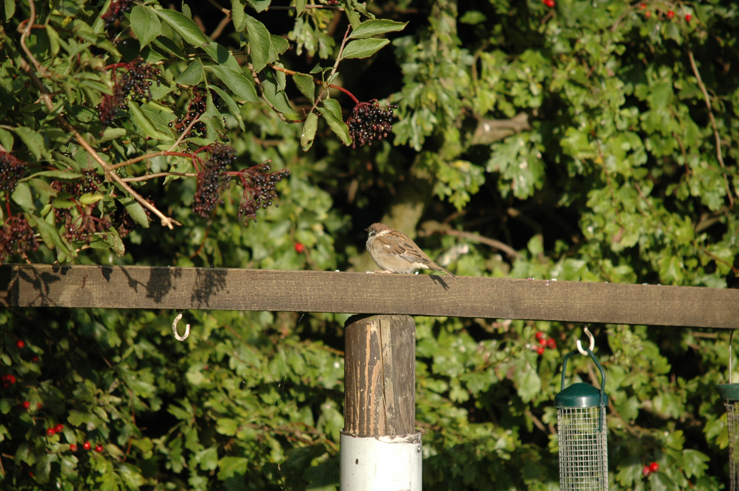 photos/wildlife/Bird_Species/196-Old_World_Sparrows/9834-Eurasian_Tree_Sparrow/20090909-Blacktoft-06.jpg