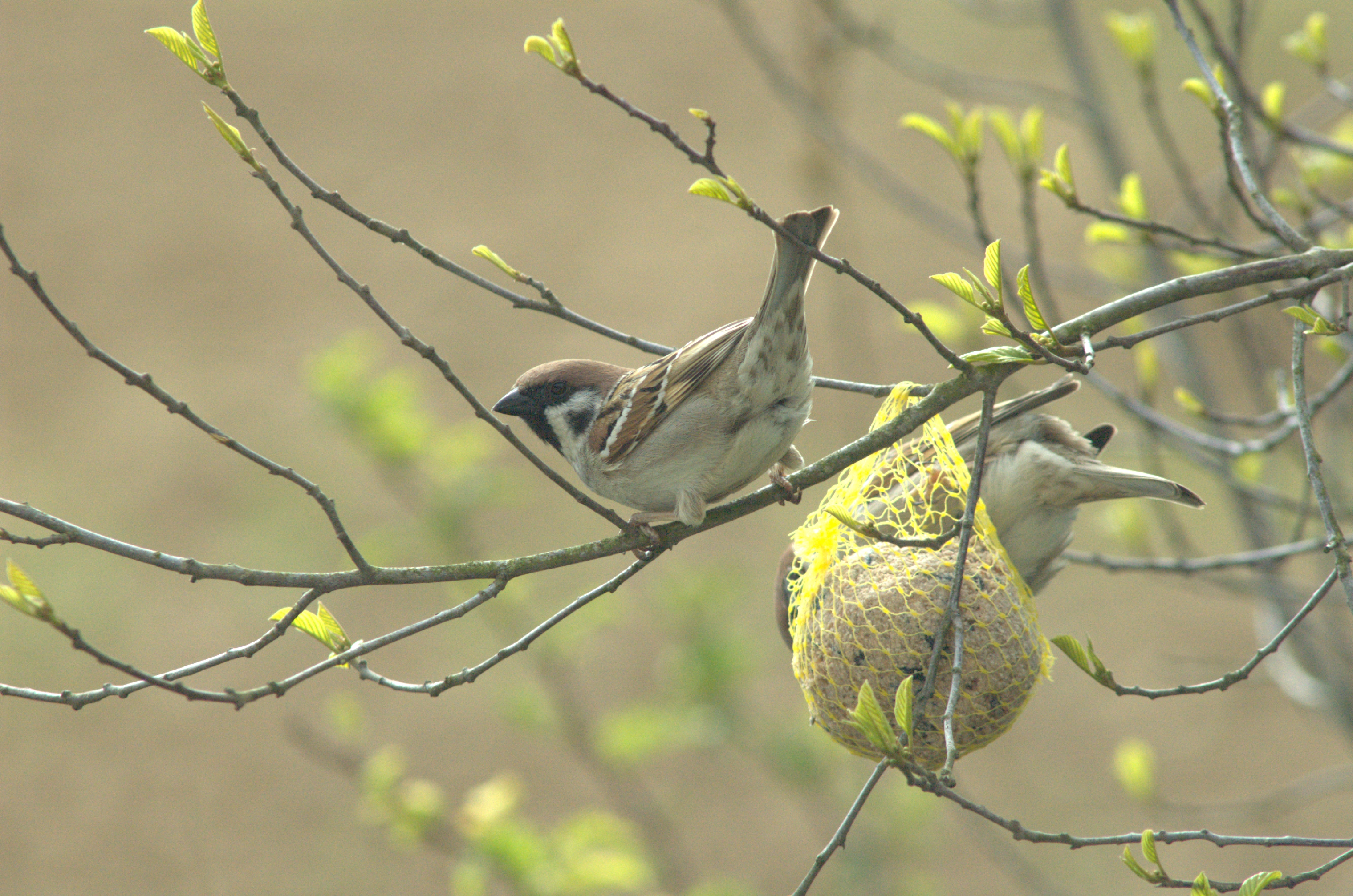 photos/wildlife/Bird_Species/196-Old_World_Sparrows/9834-Eurasian_Tree_Sparrow/DSC_0006_3.jpg