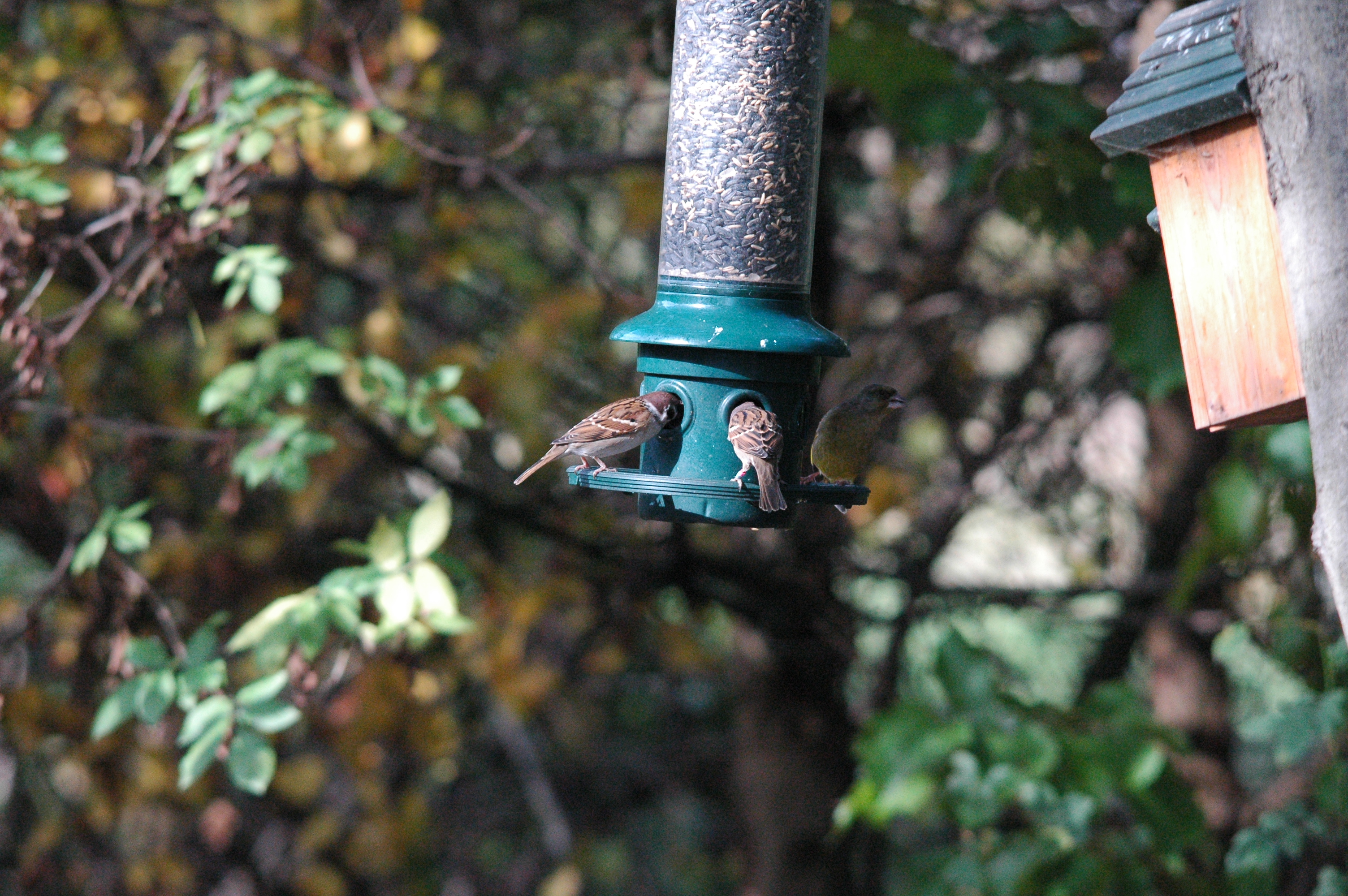 photos/wildlife/Bird_Species/196-Old_World_Sparrows/9834-Eurasian_Tree_Sparrow/dsc_1251.jpg