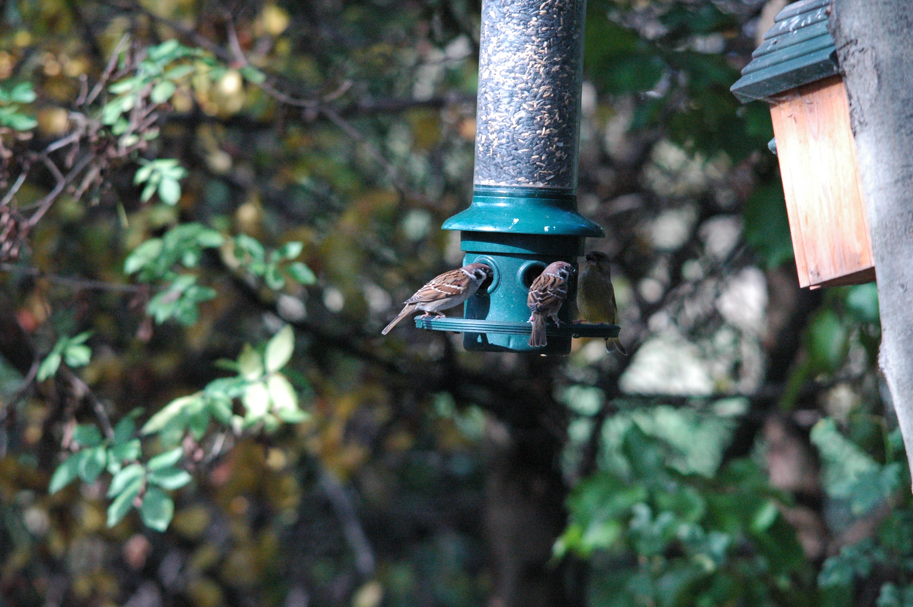 photos/wildlife/Bird_Species/196-Old_World_Sparrows/9834-Eurasian_Tree_Sparrow/dsc_1252.jpg