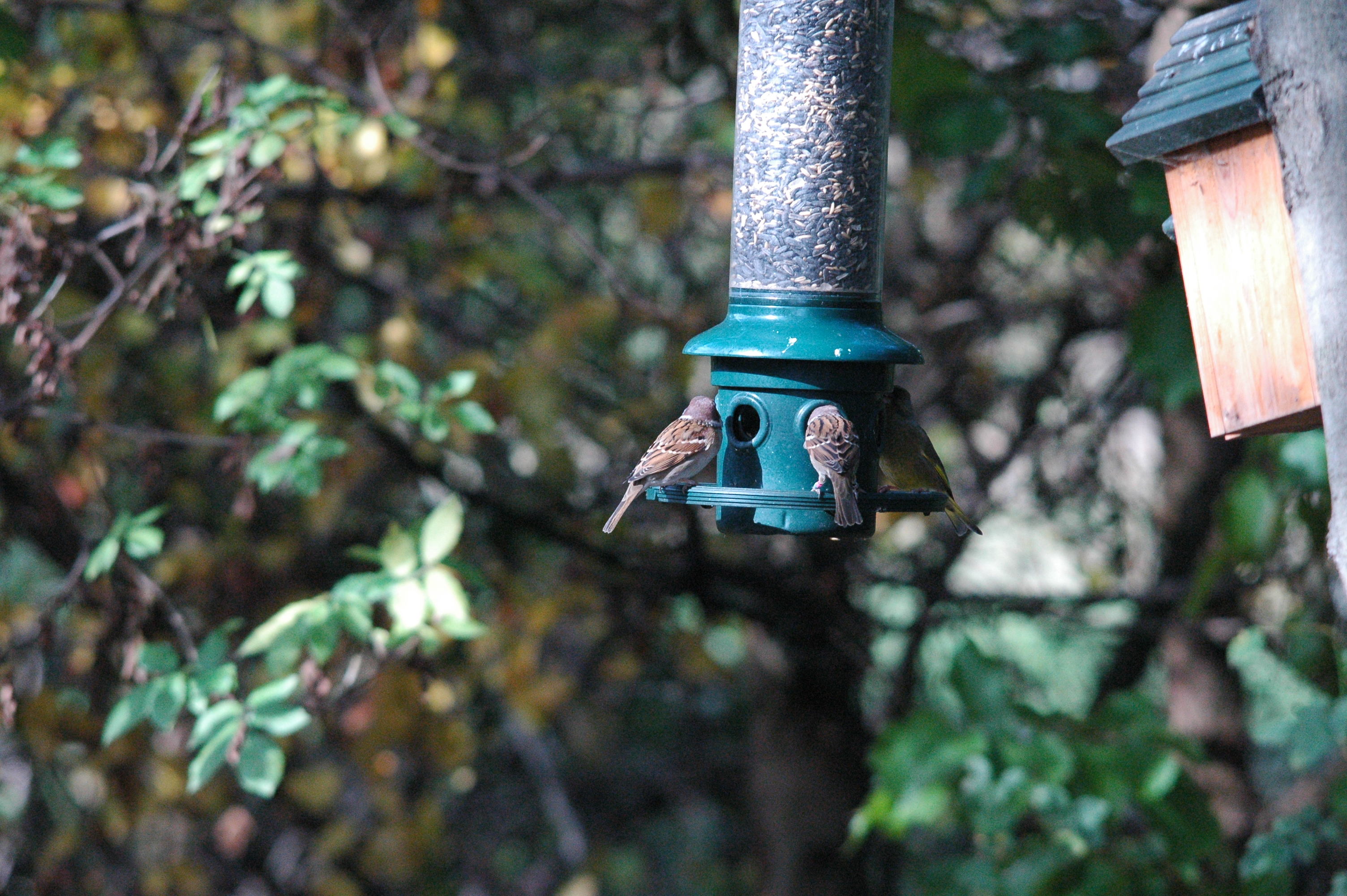 photos/wildlife/Bird_Species/196-Old_World_Sparrows/9834-Eurasian_Tree_Sparrow/dsc_1253.jpg