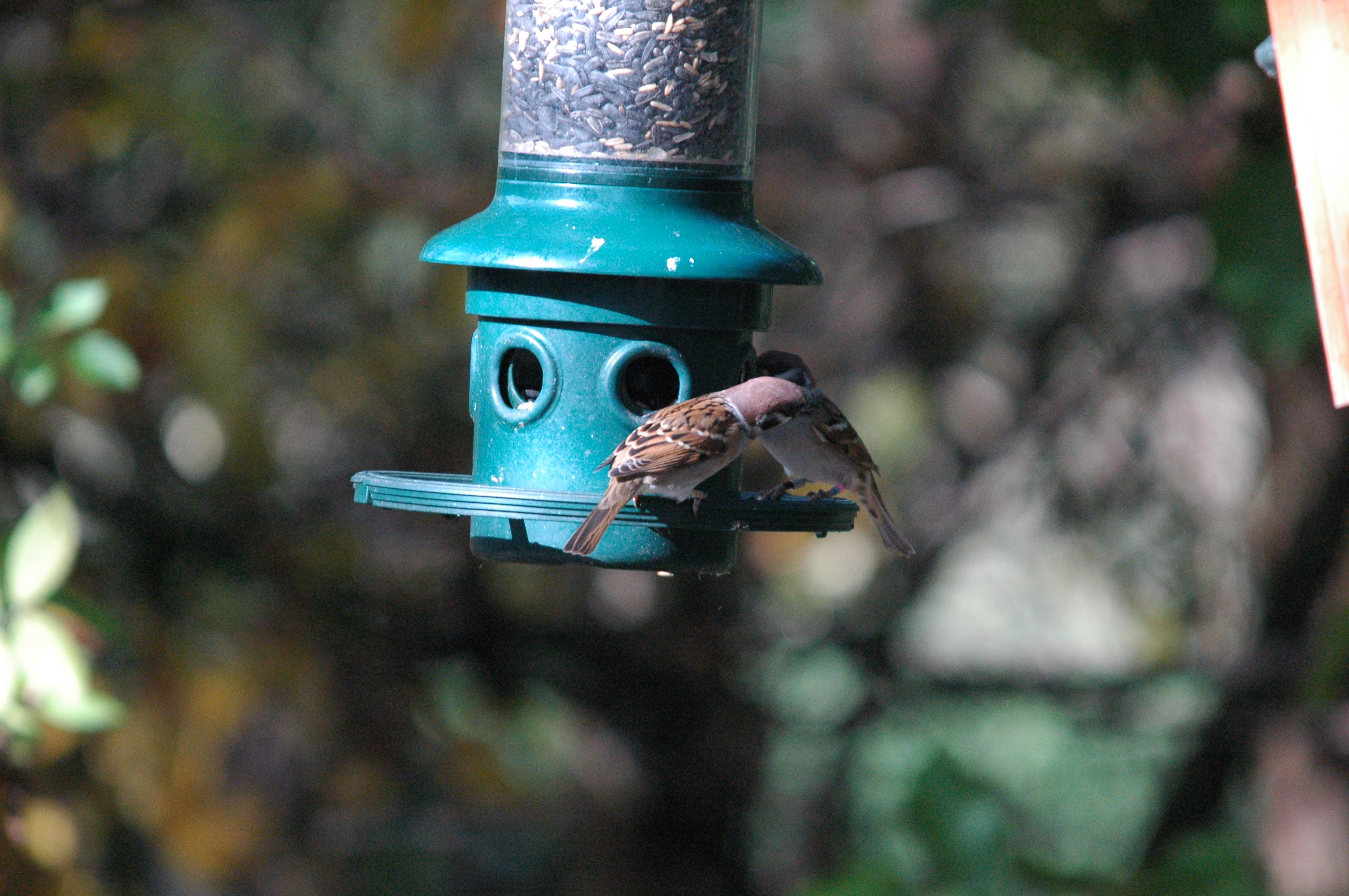 photos/wildlife/Bird_Species/196-Old_World_Sparrows/9834-Eurasian_Tree_Sparrow/dsc_1254.jpg