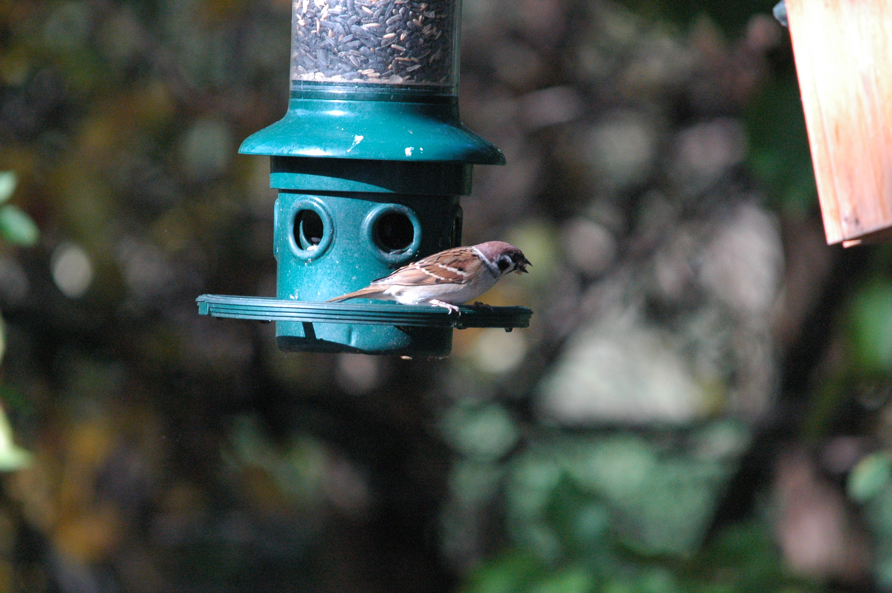 photos/wildlife/Bird_Species/196-Old_World_Sparrows/9834-Eurasian_Tree_Sparrow/dsc_1255.jpg
