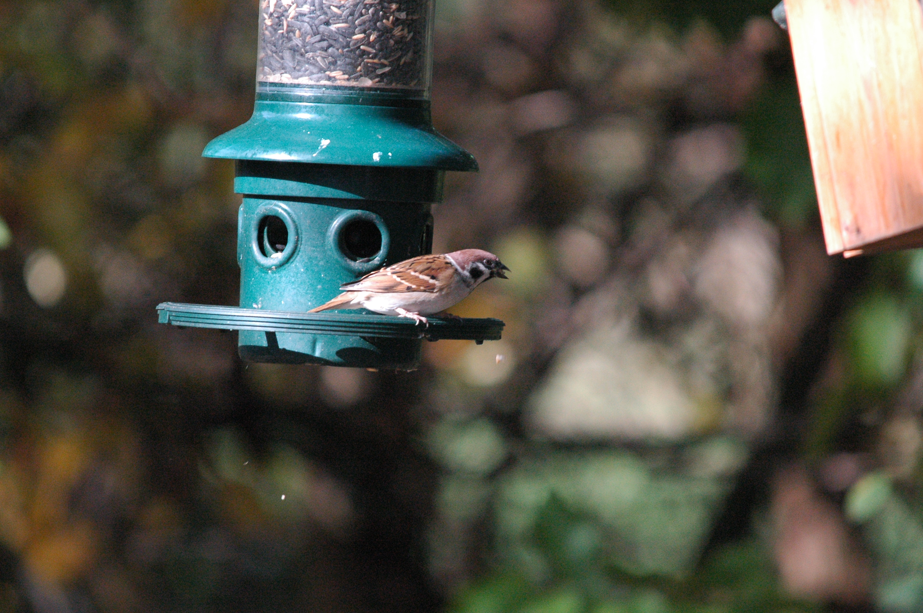 photos/wildlife/Bird_Species/196-Old_World_Sparrows/9834-Eurasian_Tree_Sparrow/dsc_1256.jpg