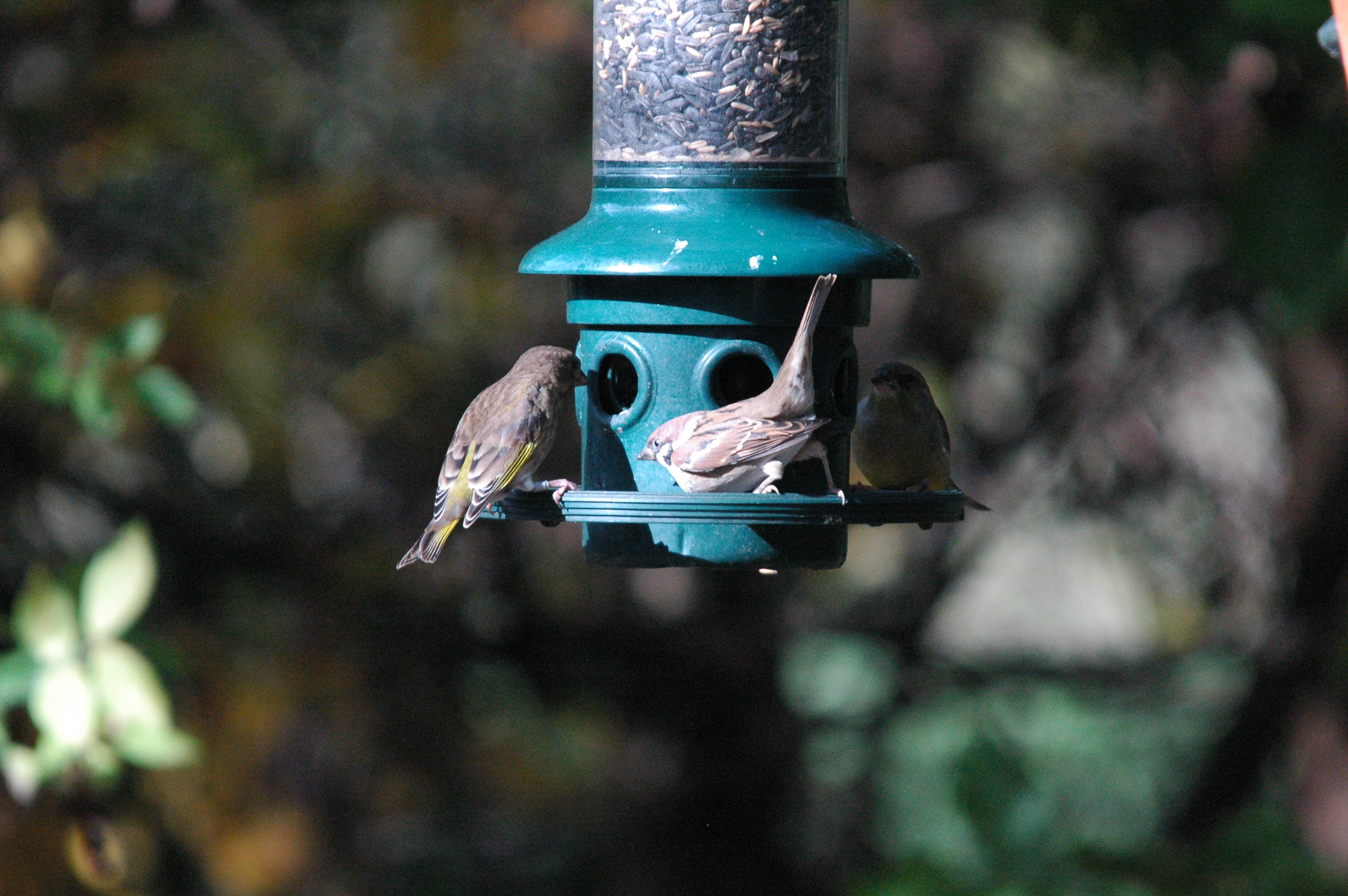 photos/wildlife/Bird_Species/196-Old_World_Sparrows/9834-Eurasian_Tree_Sparrow/dsc_1261.jpg
