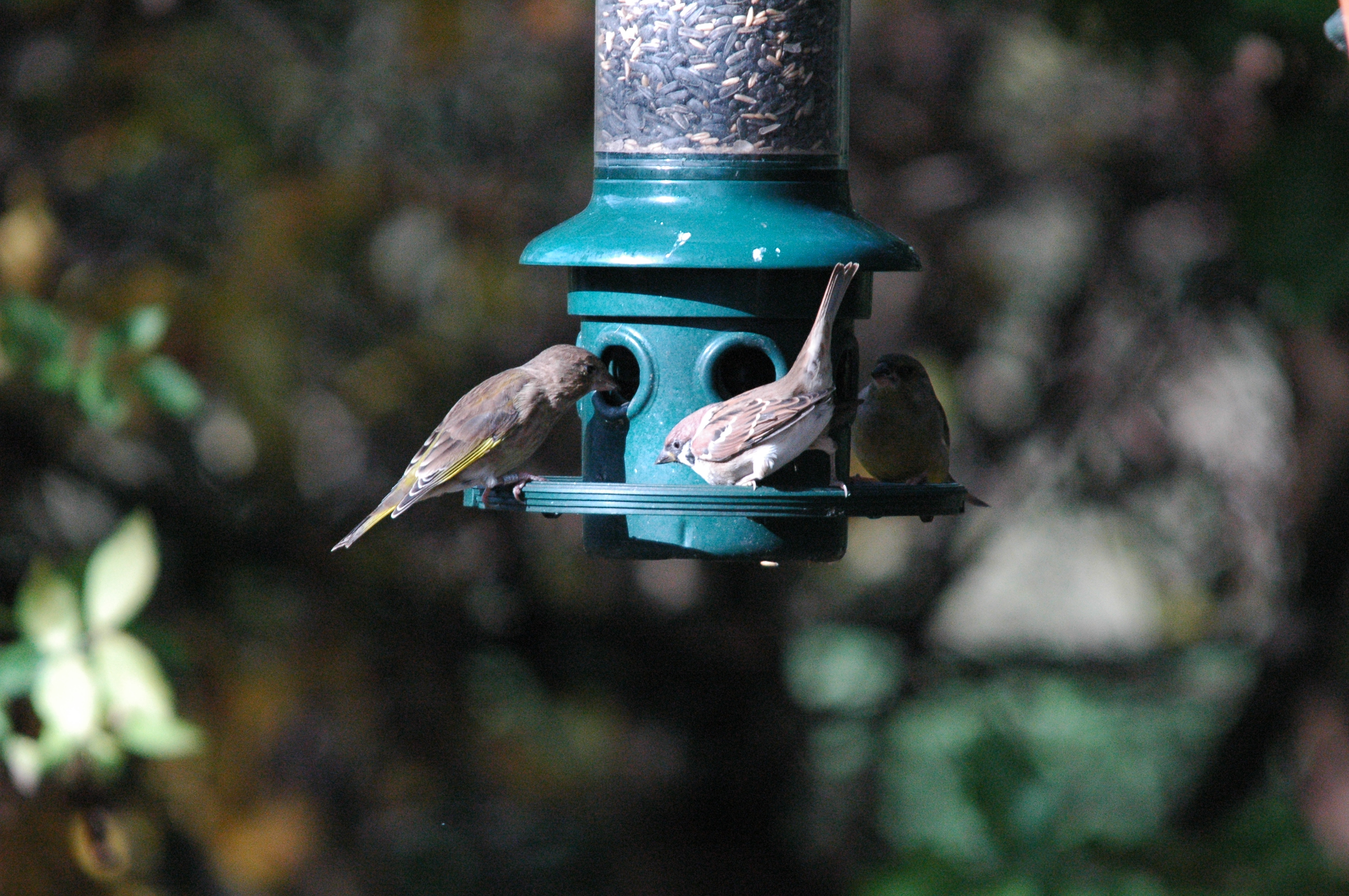 photos/wildlife/Bird_Species/196-Old_World_Sparrows/9834-Eurasian_Tree_Sparrow/dsc_1262.jpg