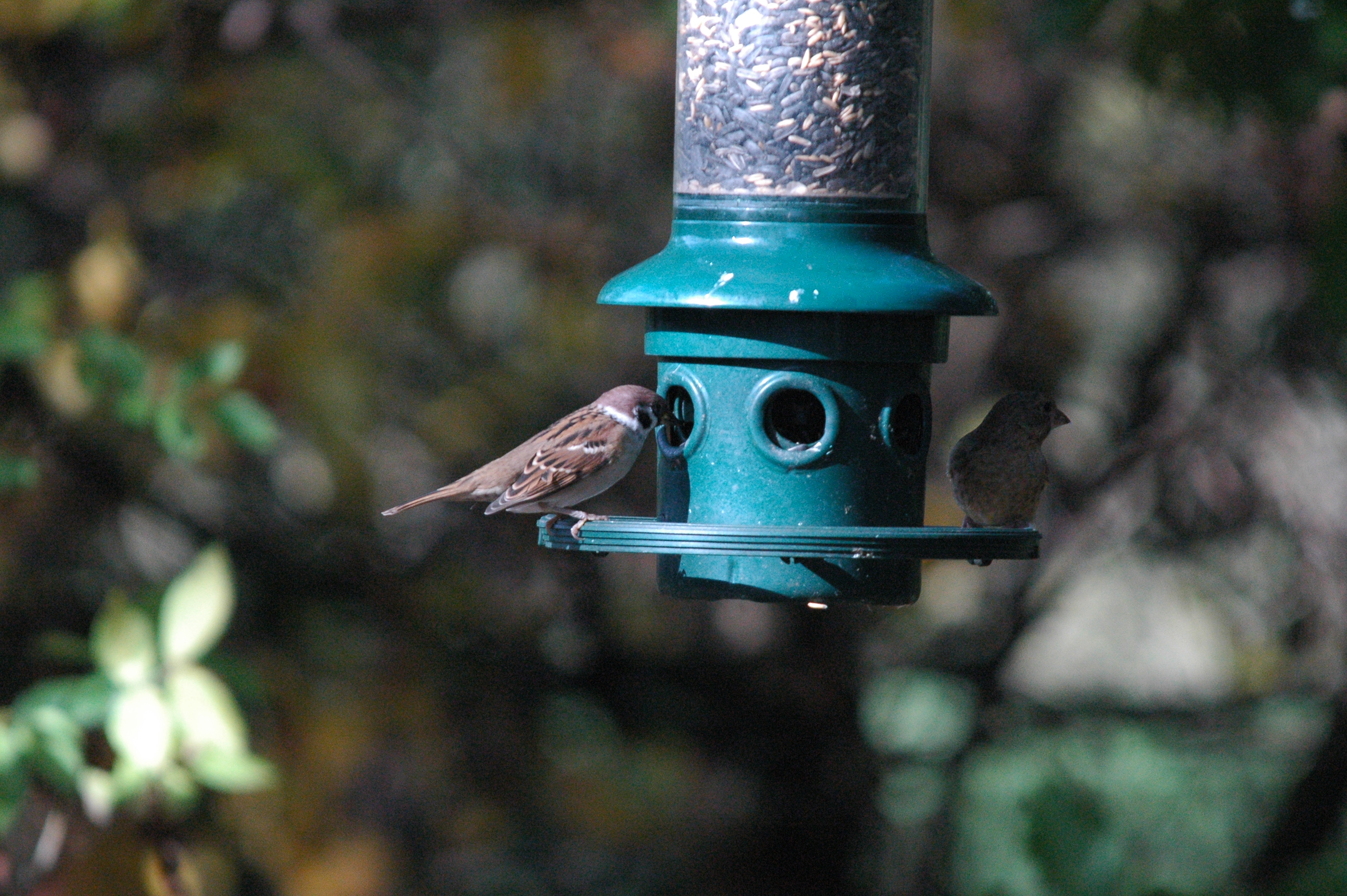photos/wildlife/Bird_Species/196-Old_World_Sparrows/9834-Eurasian_Tree_Sparrow/dsc_1263.jpg