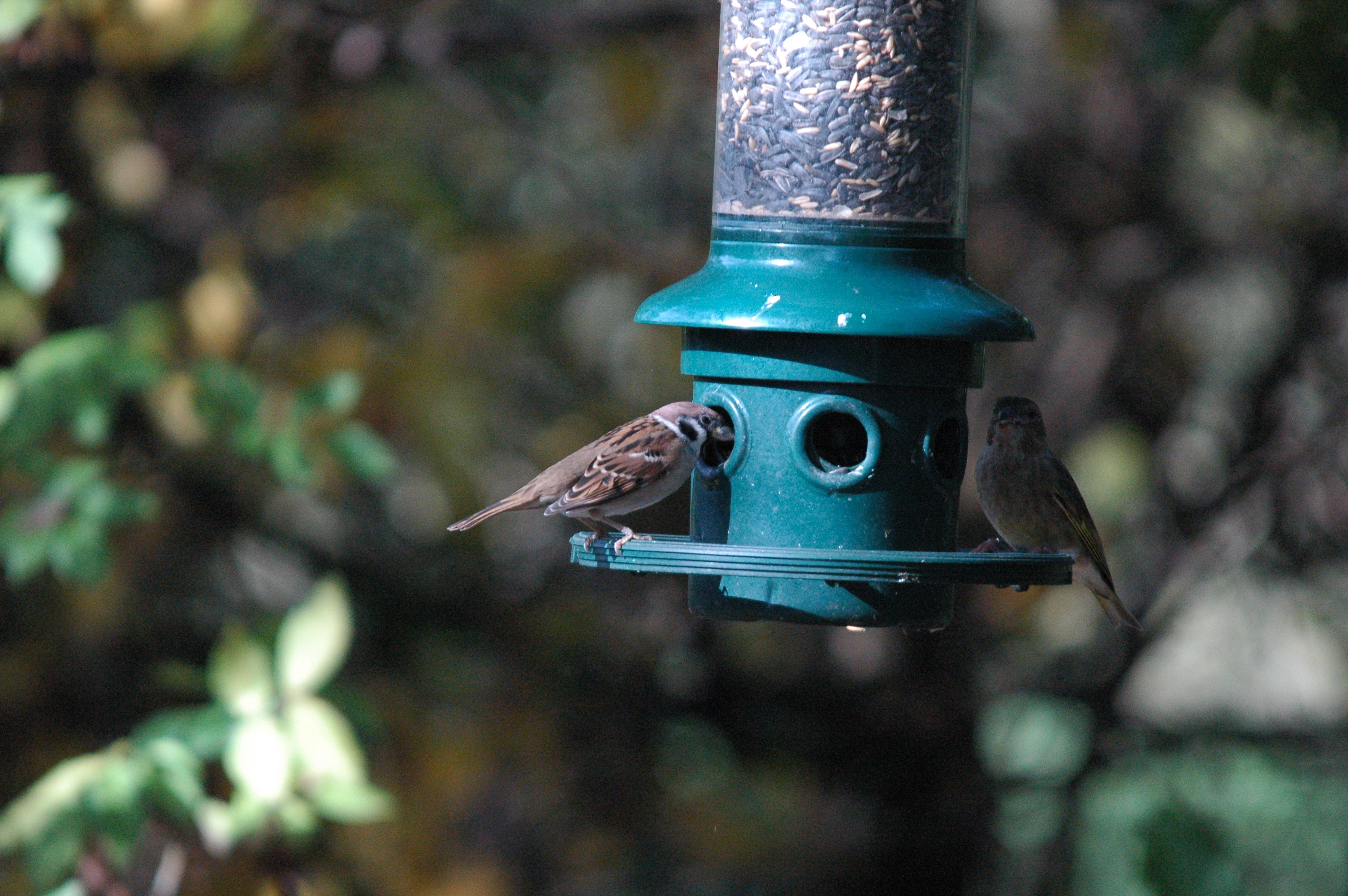 photos/wildlife/Bird_Species/196-Old_World_Sparrows/9834-Eurasian_Tree_Sparrow/dsc_1265.jpg