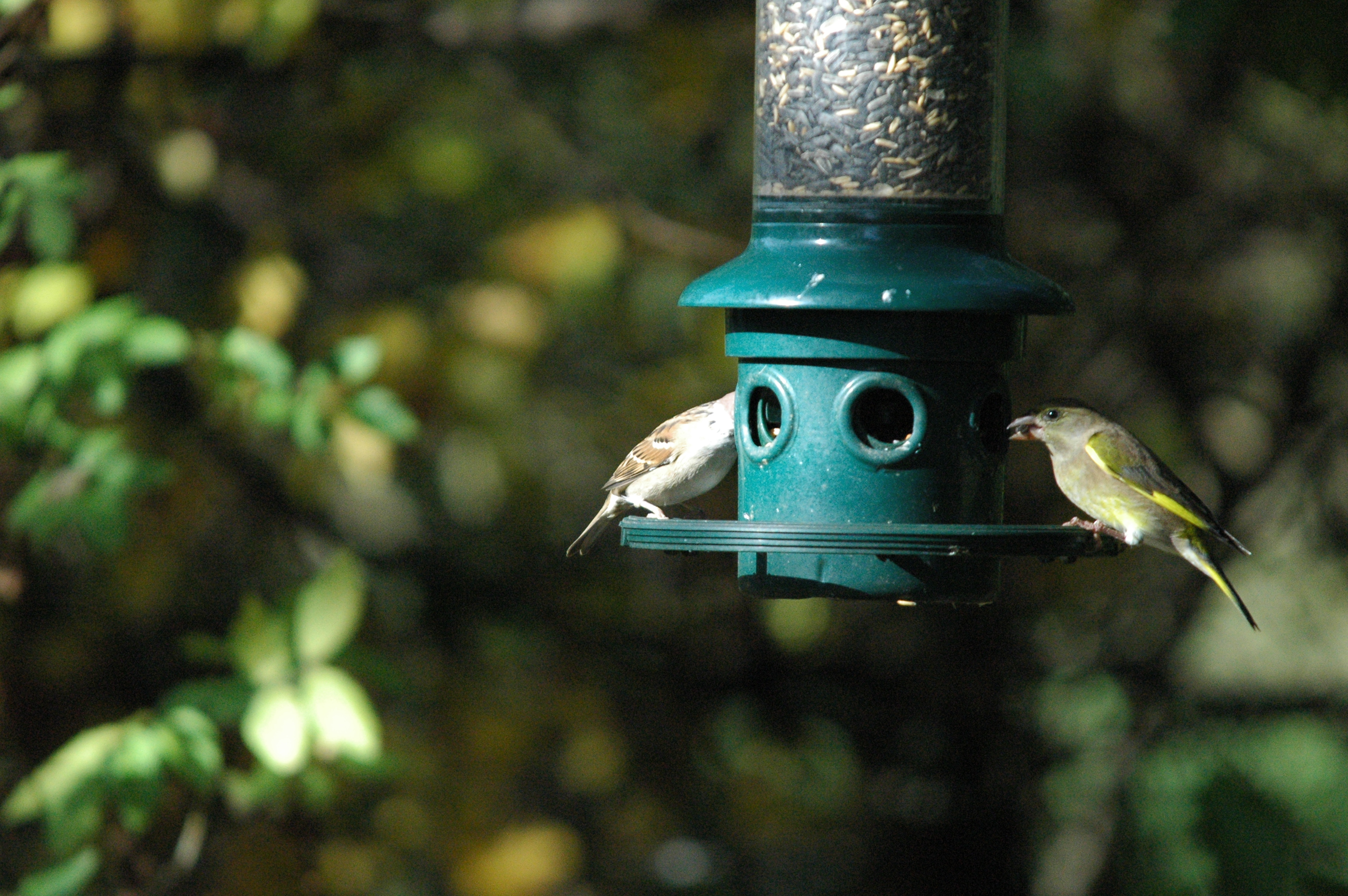 photos/wildlife/Bird_Species/196-Old_World_Sparrows/9834-Eurasian_Tree_Sparrow/dsc_1266.jpg