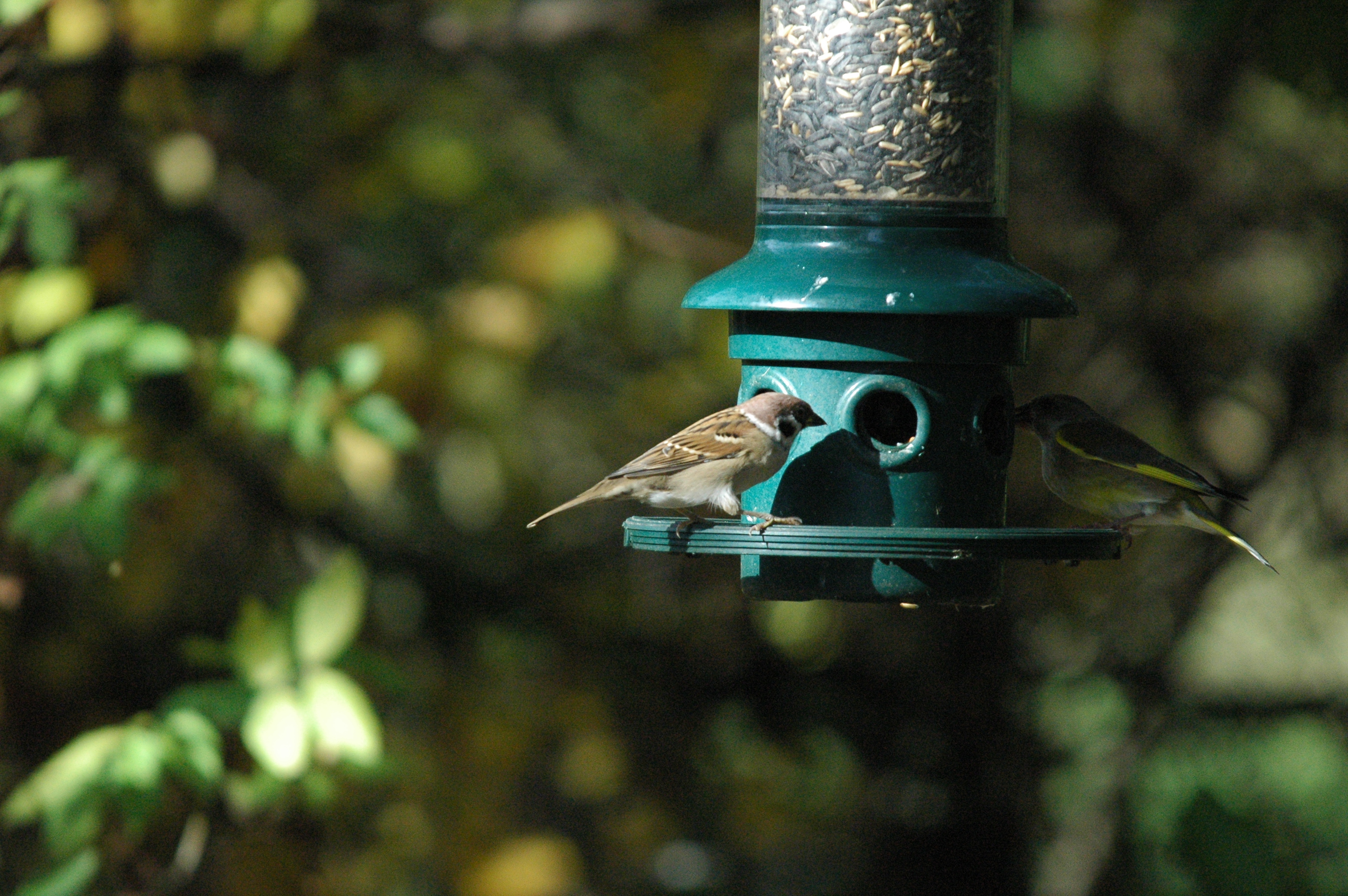 photos/wildlife/Bird_Species/196-Old_World_Sparrows/9834-Eurasian_Tree_Sparrow/dsc_1267.jpg
