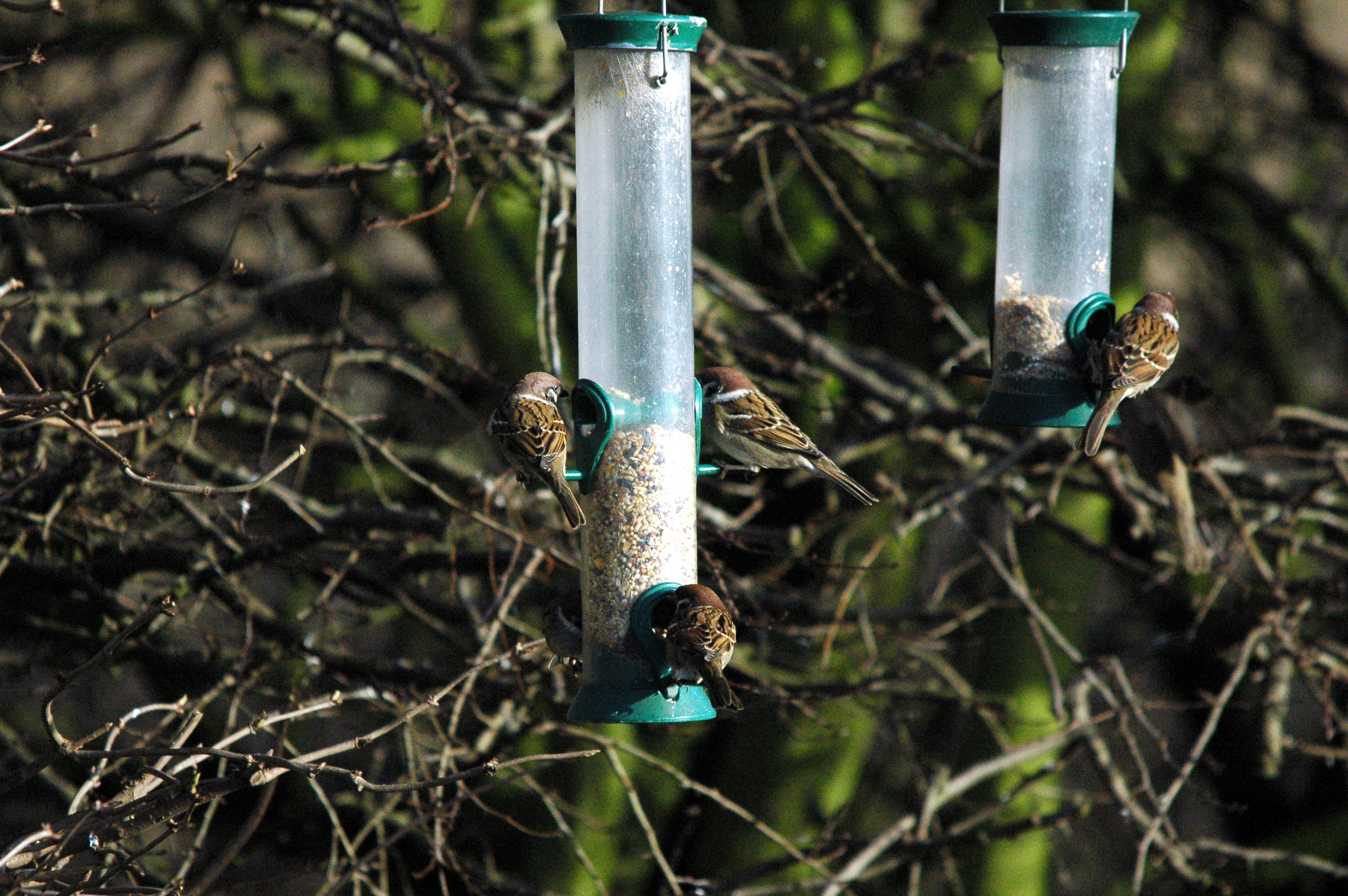 photos/wildlife/Bird_Species/196-Old_World_Sparrows/9834-Eurasian_Tree_Sparrow/dsc_1597.jpg