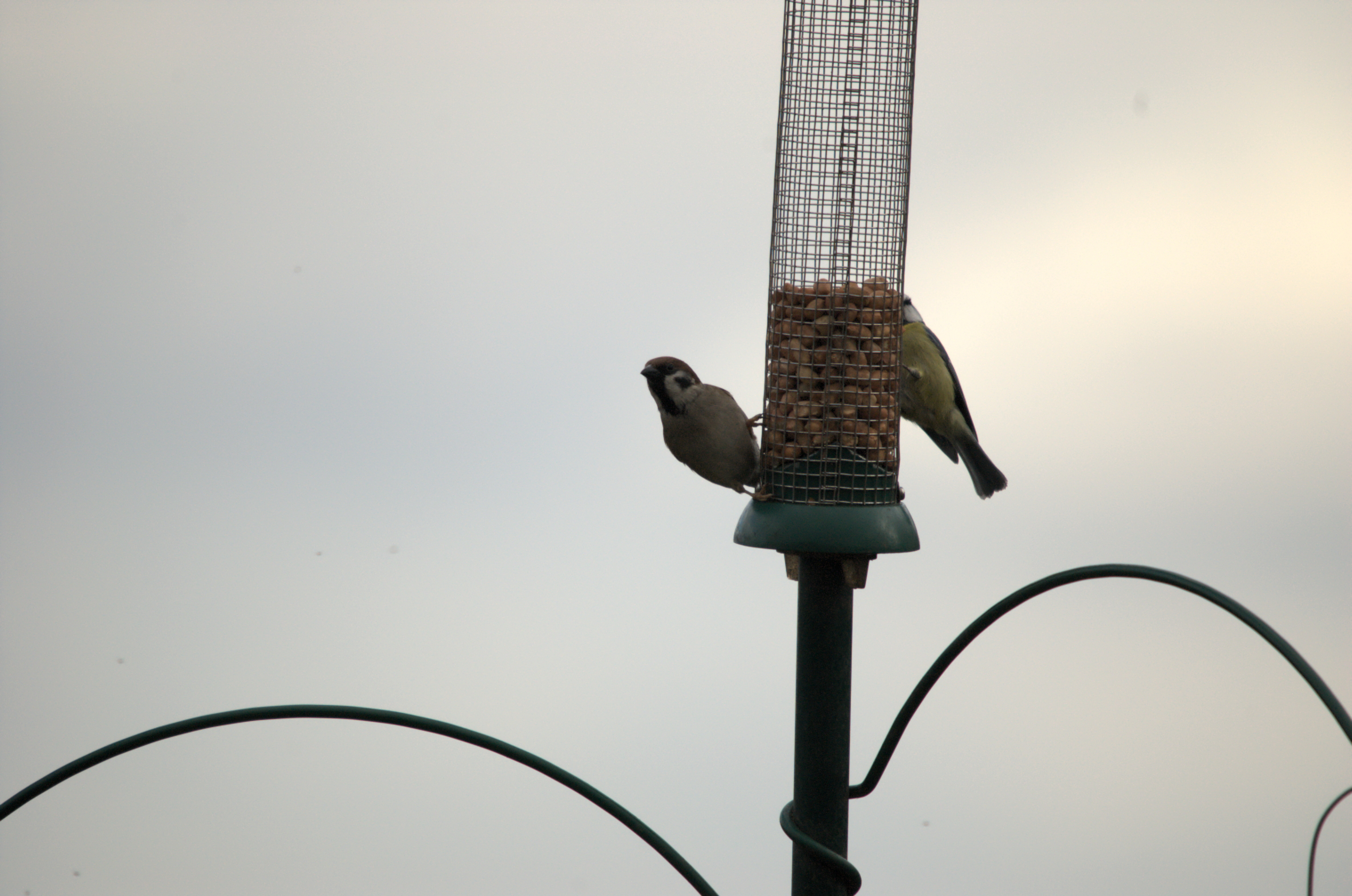 photos/wildlife/Bird_Species/196-Old_World_Sparrows/9834-Eurasian_Tree_Sparrow/dsc_1840.jpeg
