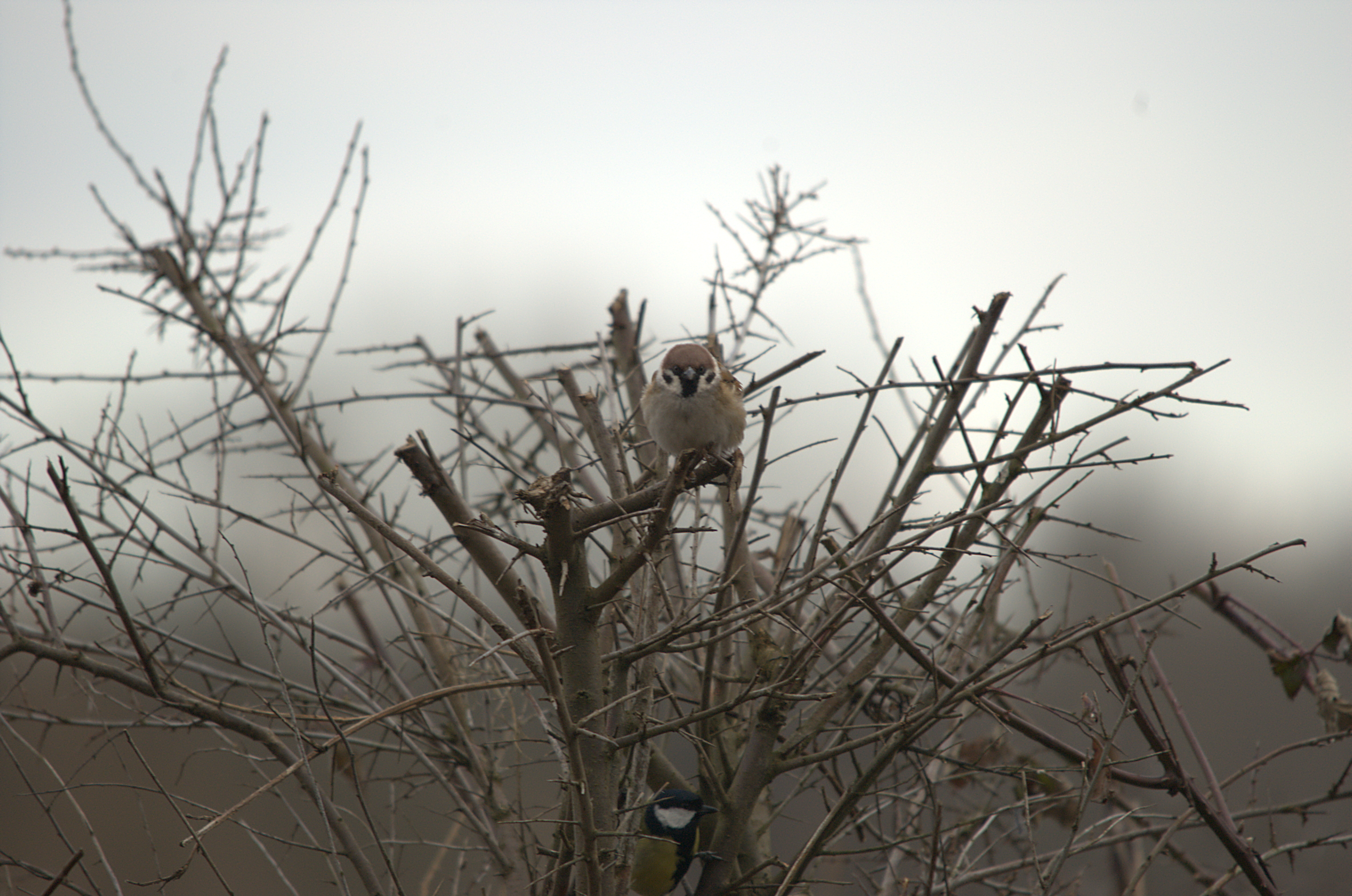 photos/wildlife/Bird_Species/196-Old_World_Sparrows/9834-Eurasian_Tree_Sparrow/dsc_1852.jpeg