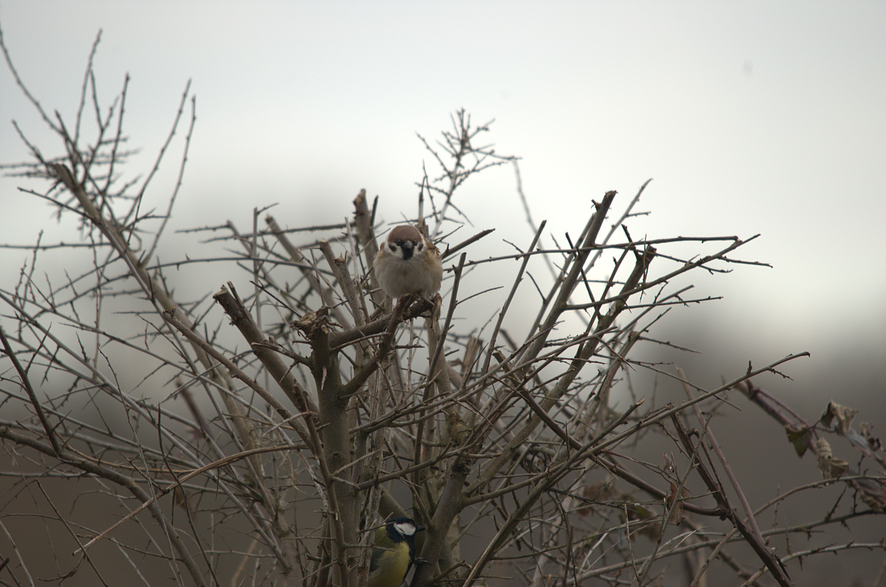photos/wildlife/Bird_Species/196-Old_World_Sparrows/9834-Eurasian_Tree_Sparrow/dsc_1853.jpeg