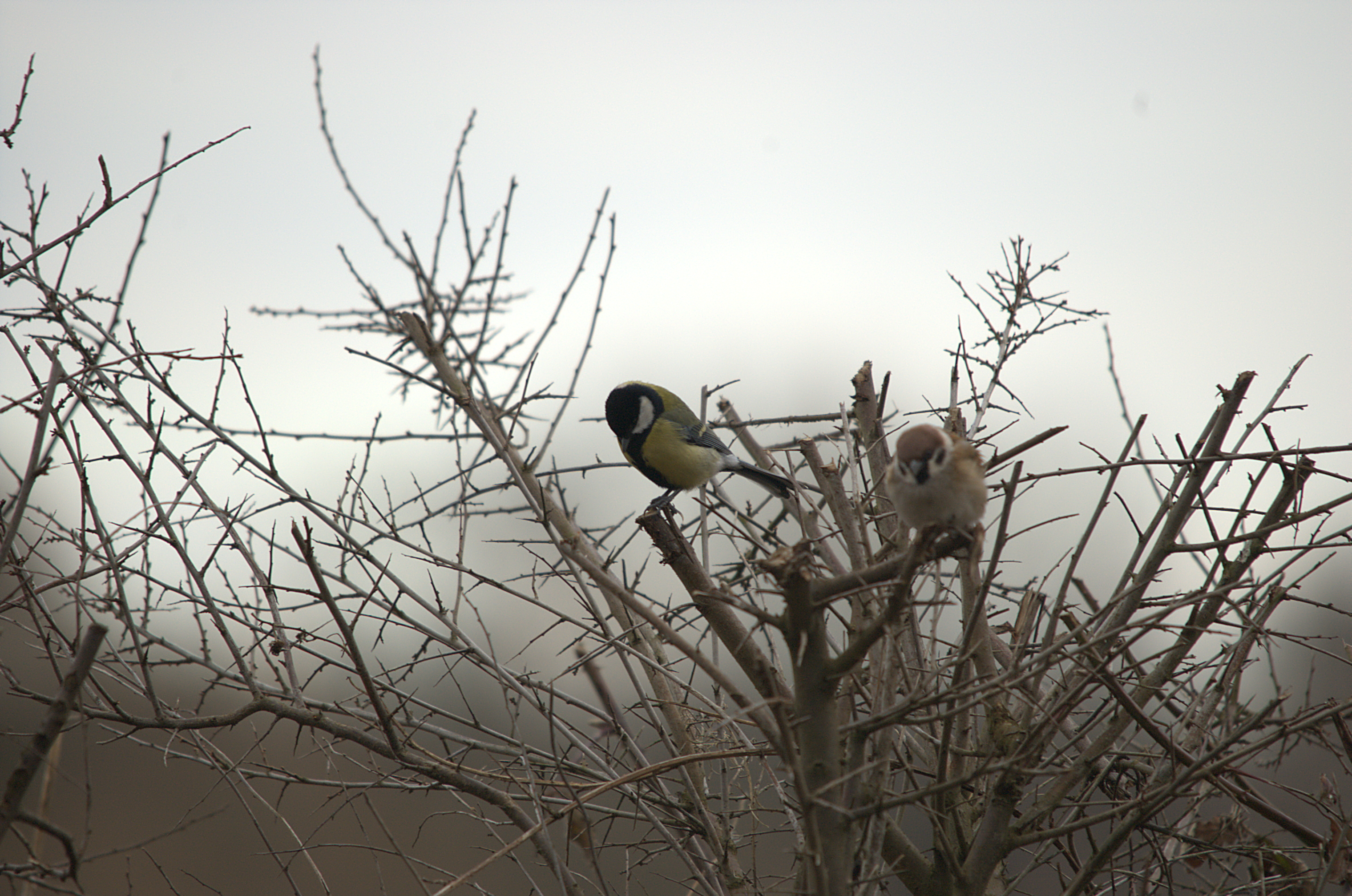 photos/wildlife/Bird_Species/196-Old_World_Sparrows/9834-Eurasian_Tree_Sparrow/dsc_1855.jpeg