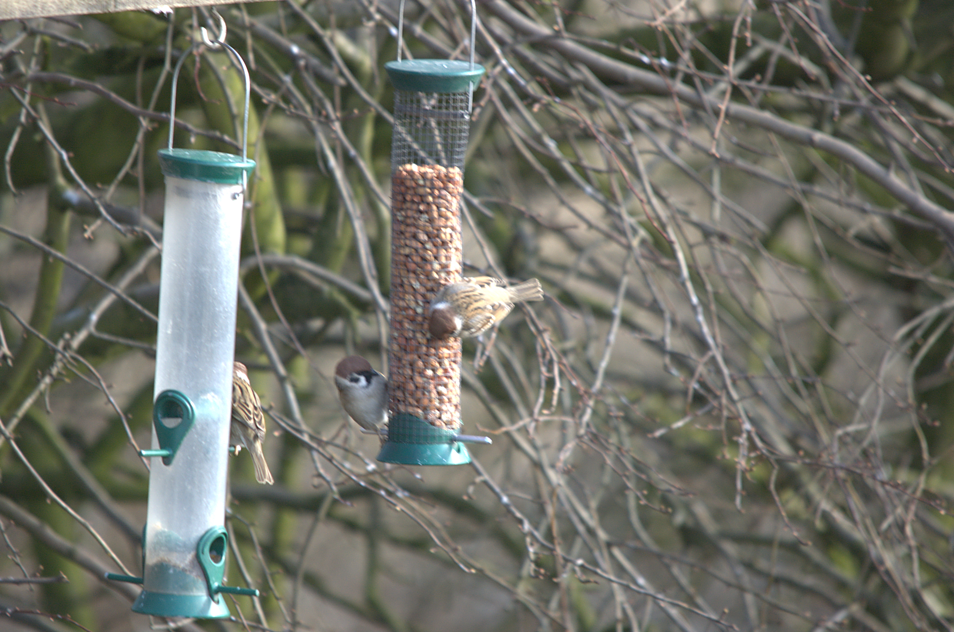 photos/wildlife/Bird_Species/196-Old_World_Sparrows/9834-Eurasian_Tree_Sparrow/dsc_1932.jpeg