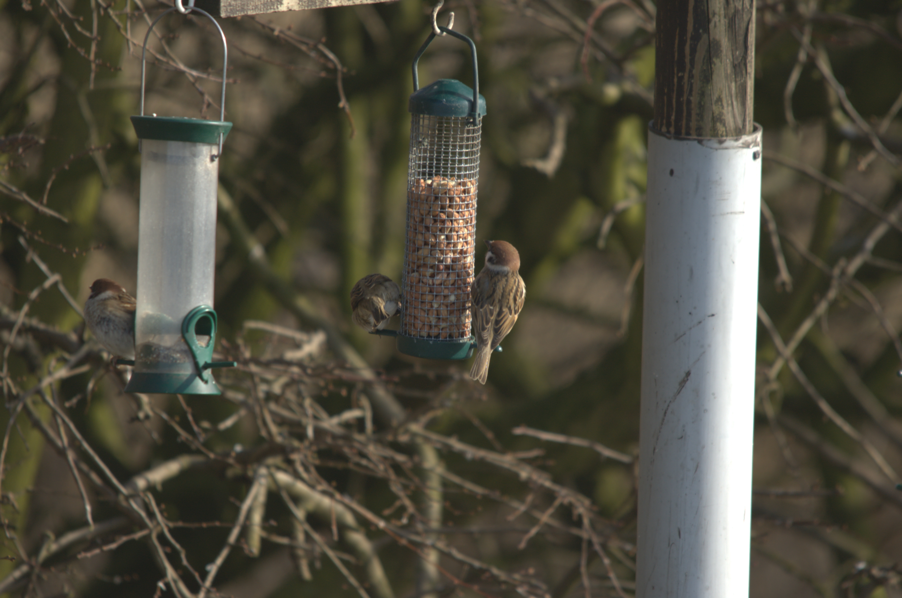 photos/wildlife/Bird_Species/196-Old_World_Sparrows/9834-Eurasian_Tree_Sparrow/dsc_1934.jpeg