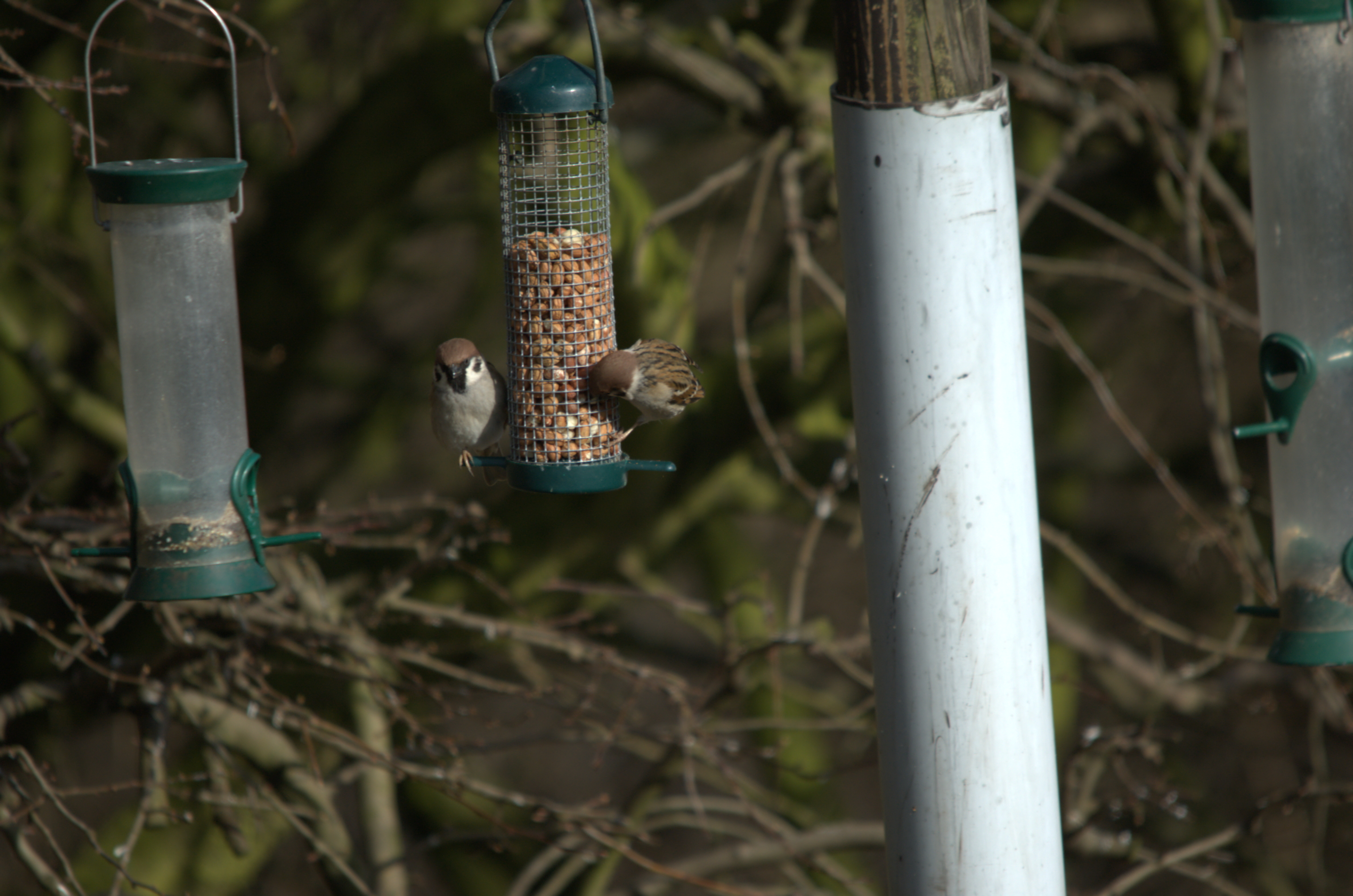 photos/wildlife/Bird_Species/196-Old_World_Sparrows/9834-Eurasian_Tree_Sparrow/dsc_1998.jpeg