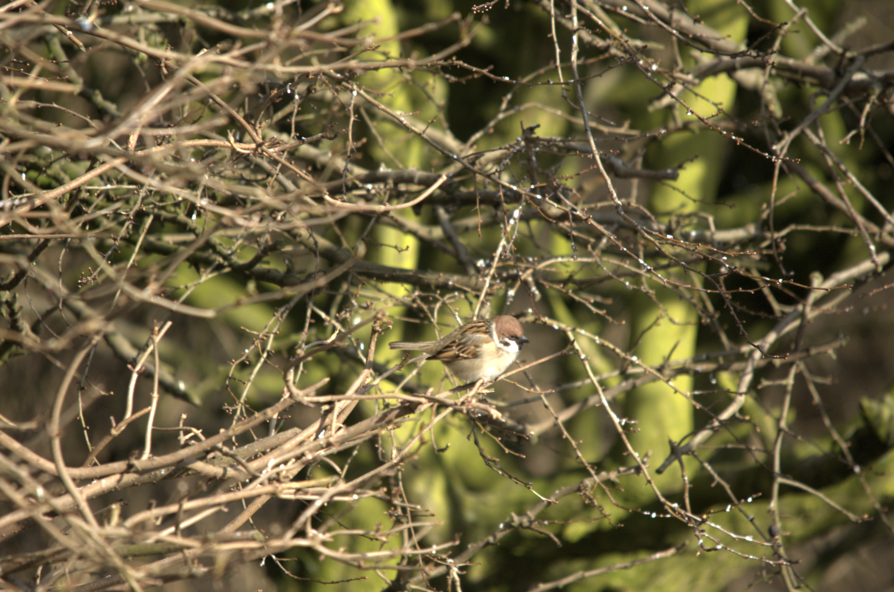 photos/wildlife/Bird_Species/196-Old_World_Sparrows/9834-Eurasian_Tree_Sparrow/dsc_2000.jpeg