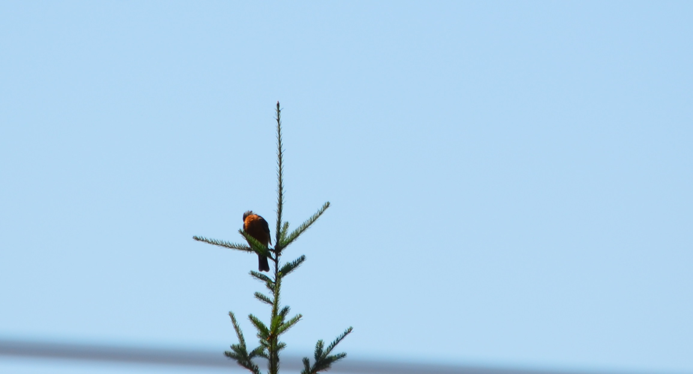 photos/wildlife/Bird_Species/Canada2012/DSC_0302_small.jpg