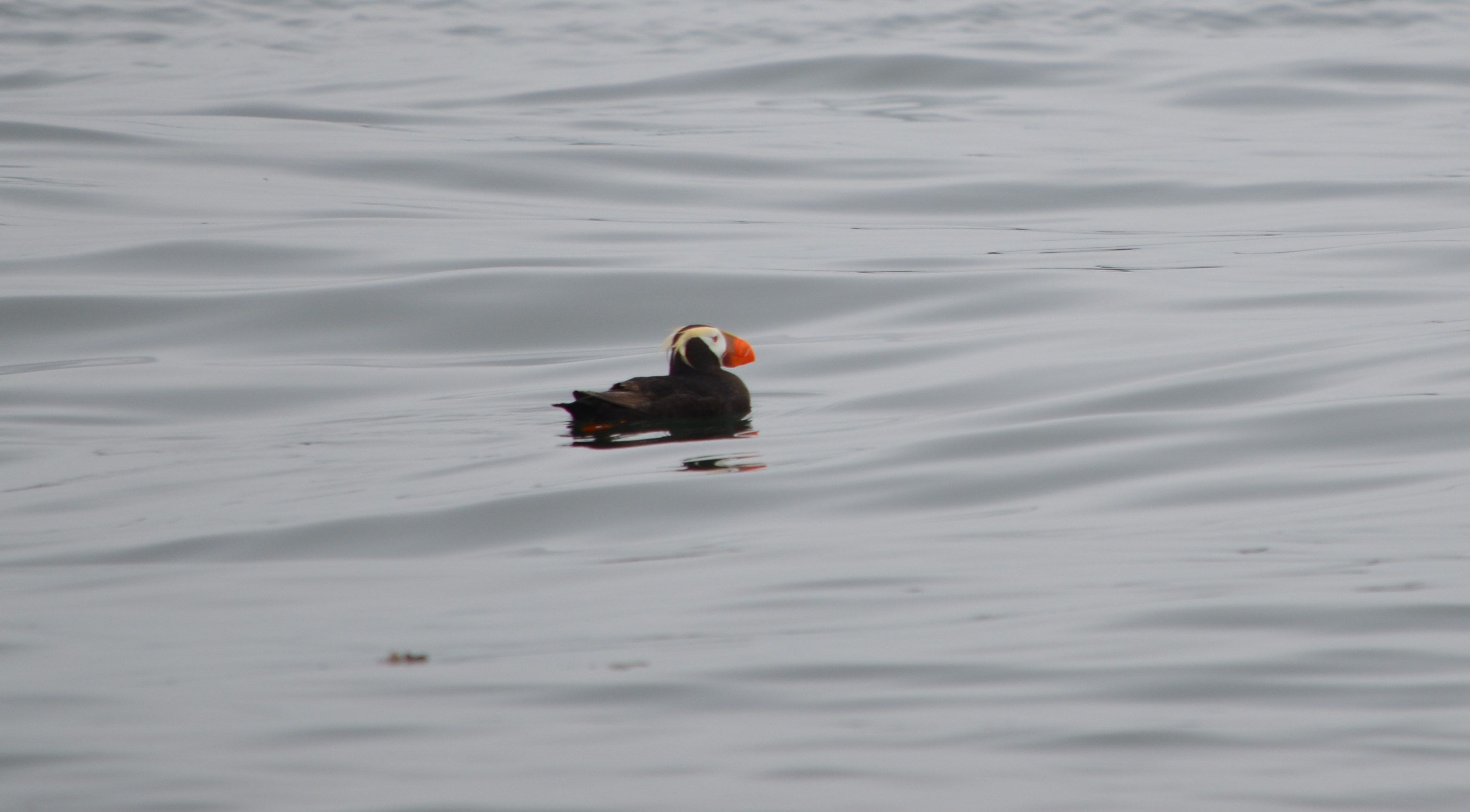 photos/wildlife/Bird_Species/Canada2012/DSC_0315_small.jpg