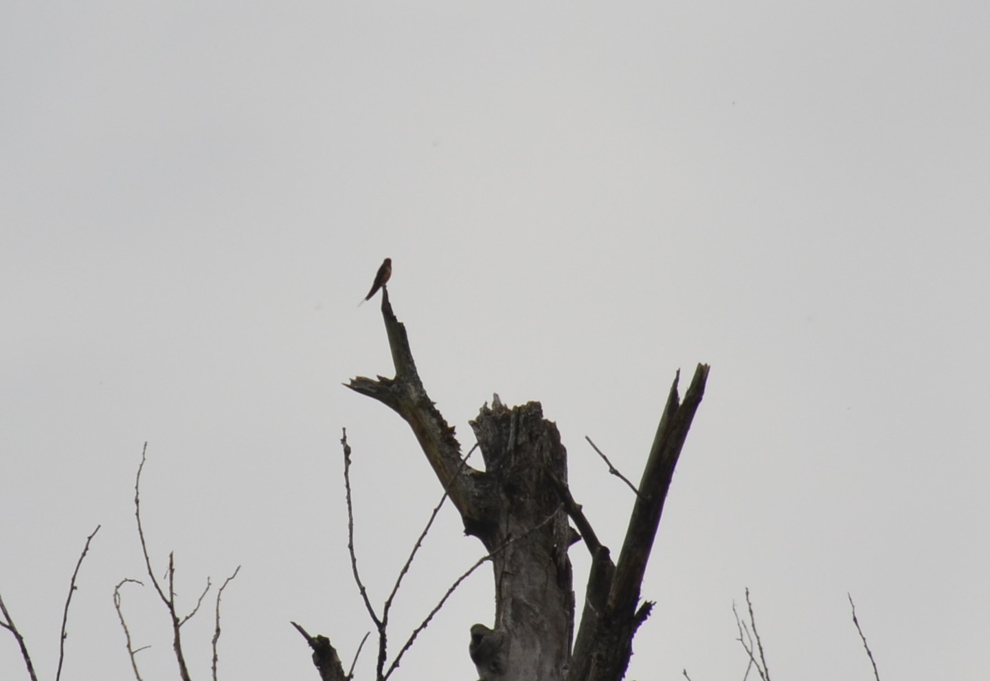 photos/wildlife/Bird_Species/Canada2012/DSC_0572_small.jpg
