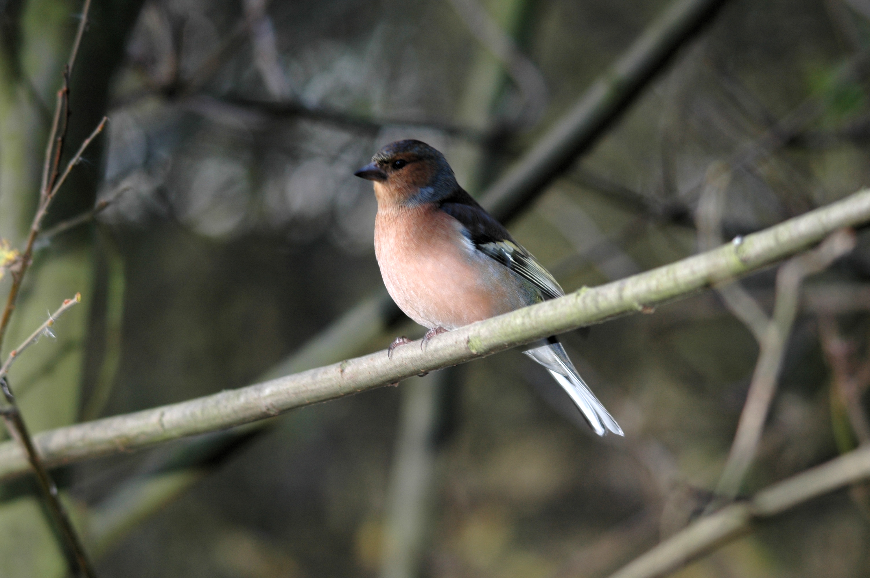 photos/wildlife/Christmas_tags/DSC_4116.JPG