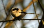 photos/wildlife/Christmas_tags/Dsc_3599.jpg
