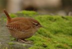 photos/wildlife/Christmas_tags/Dsc_4624.jpg
