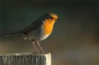 photos/wildlife/Christmas_tags/Dsc_4826.jpg