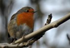photos/wildlife/Christmas_tags/Dsc_4877-MegaSmall.jpg