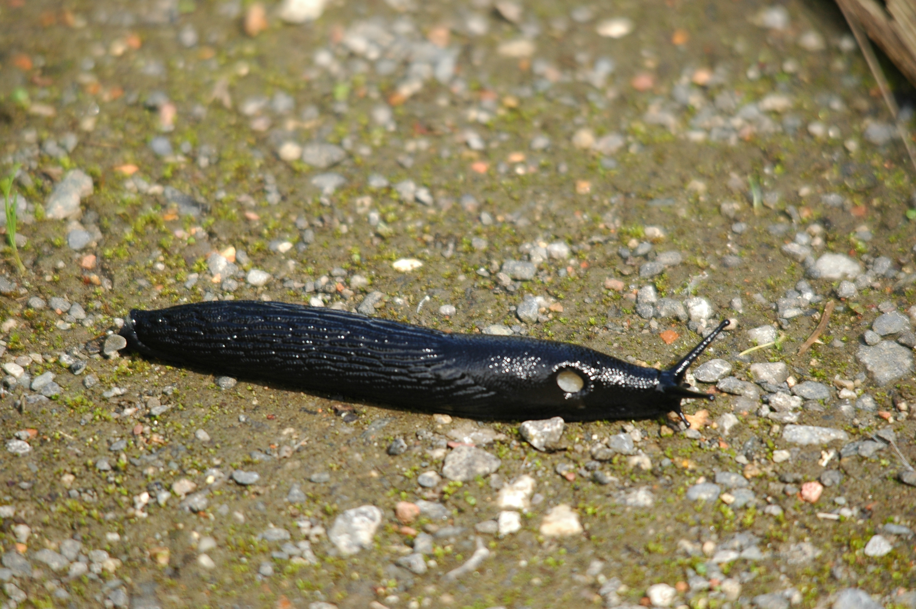photos/wildlife/Crustacean_Species/Arion_Ater/20090811-Potteric_Carr-2.jpg